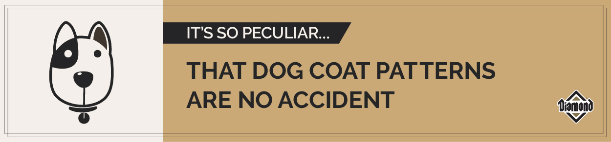 It’s so peculiar that dog coat patterns are no accident. | Diamond Pet Foods