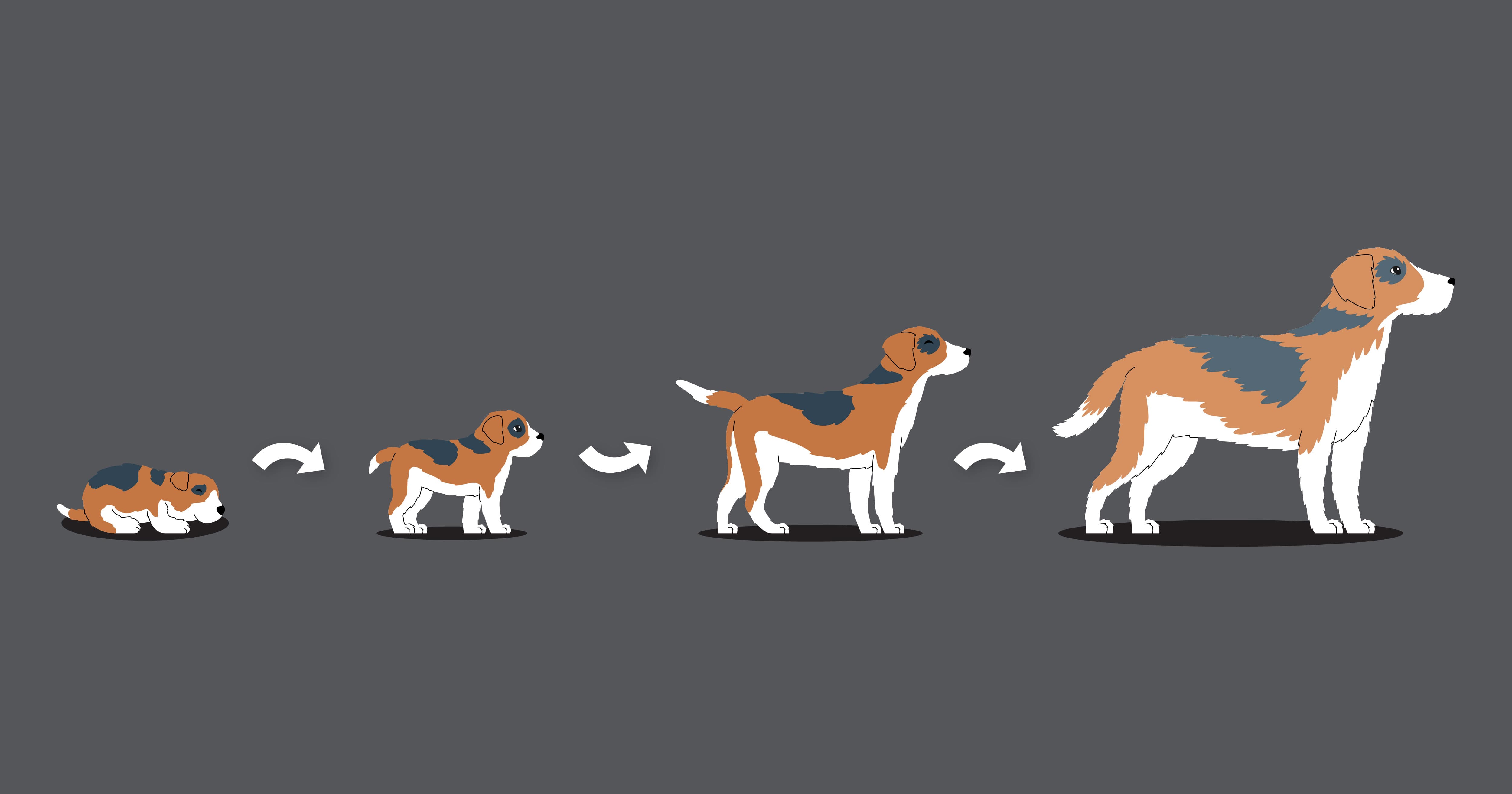 A cartoon graphic showing a dog growing up in various stages from a puppy to a senior dog.