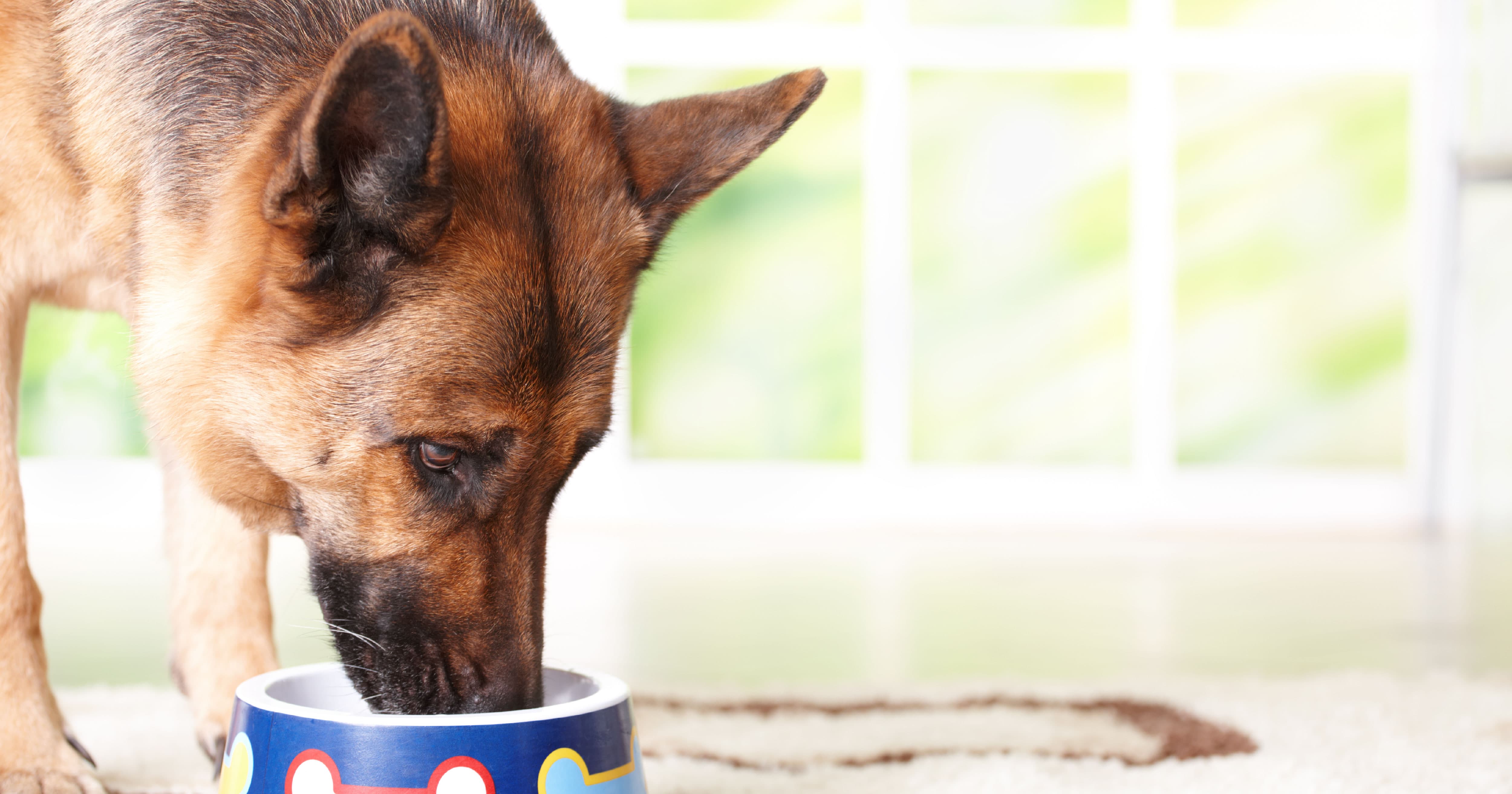 A black, brown and tan dog with its face in a food bowl.