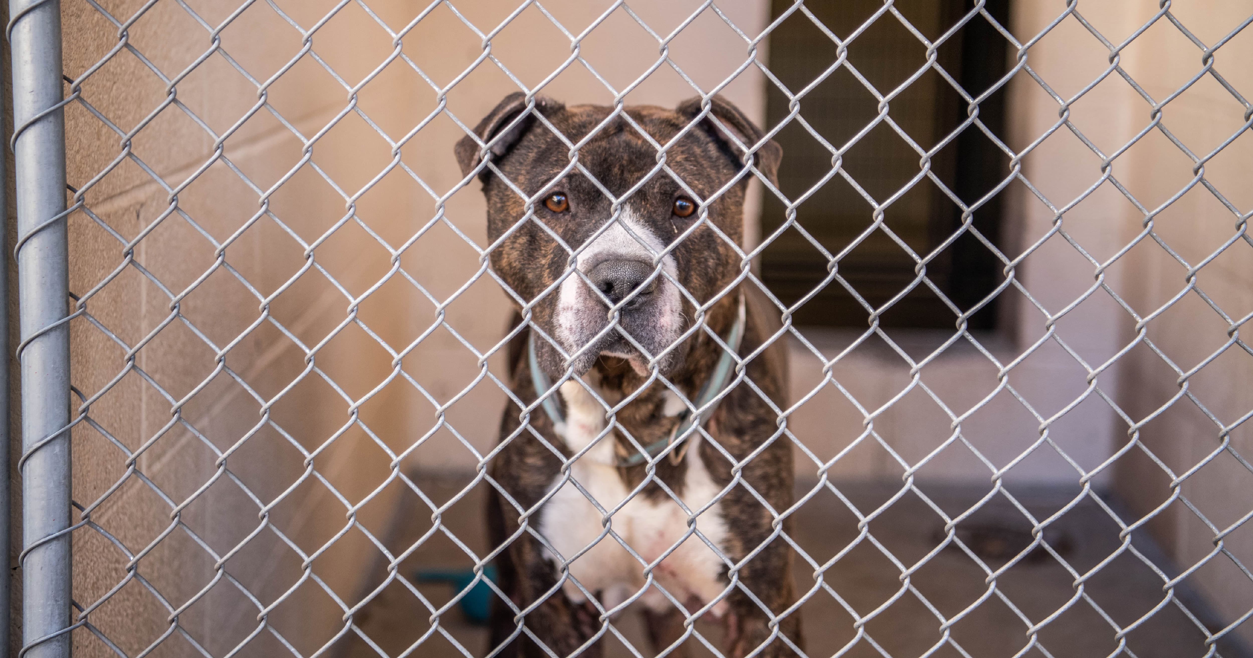 A brown and white senior dog looking out behind the fence of a dog kennel.