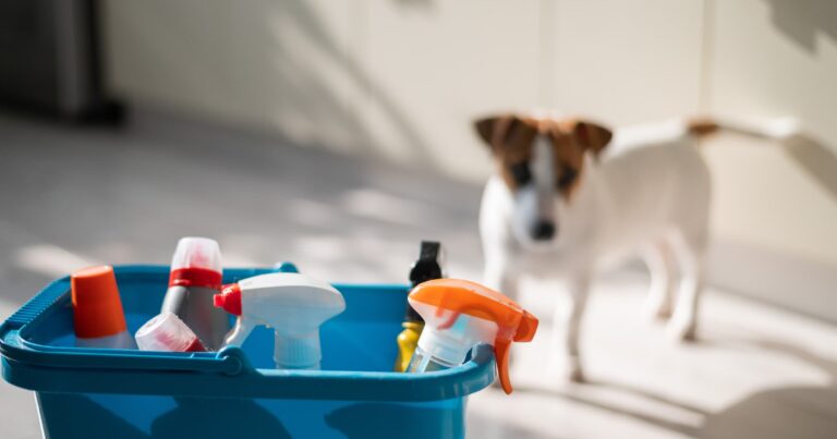 A white and brown dog looking at home cleaning supplies.