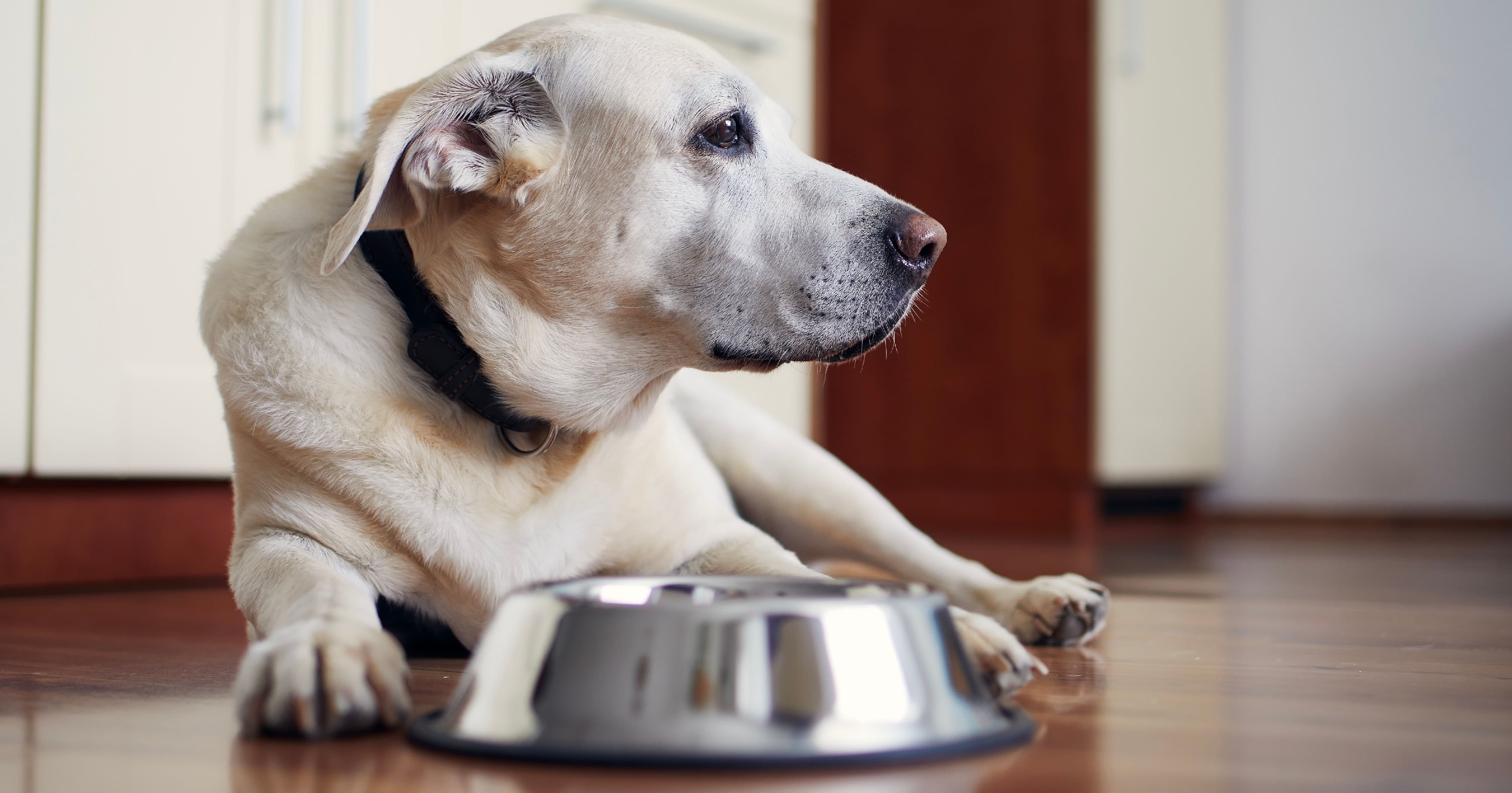 A blonde dog lying on the floor next to a metal food bowl.