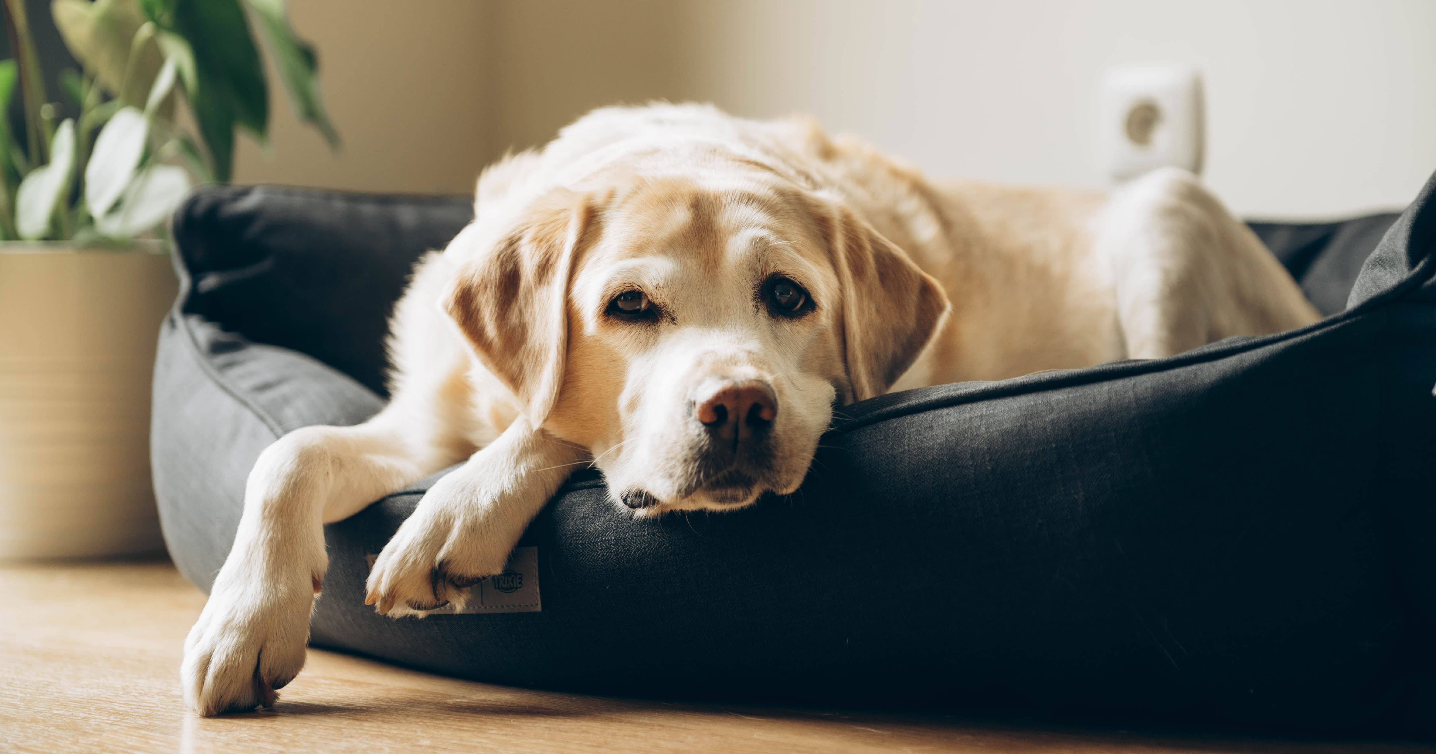 A senior yellow Labrador lying in a dog bed.
