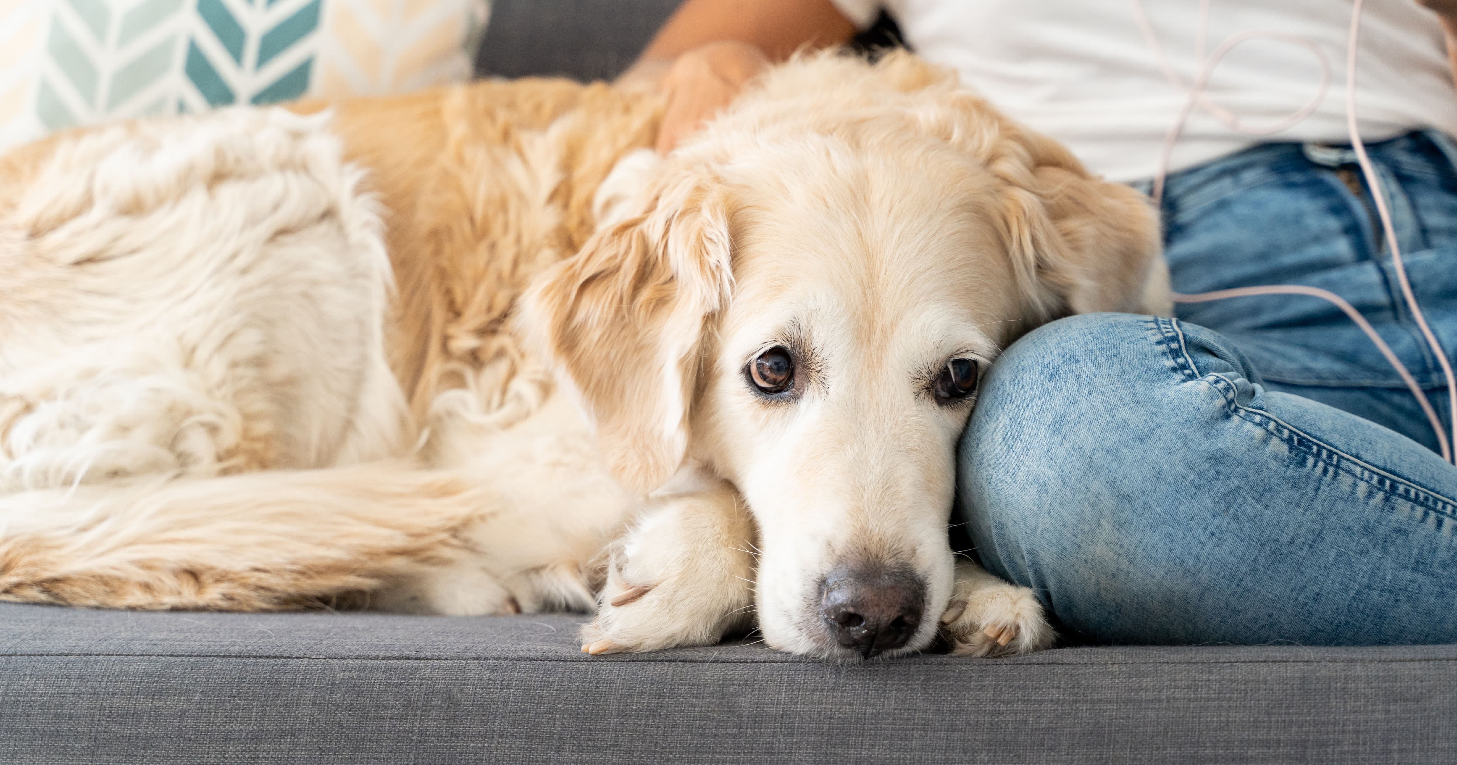 A blonde dog lying on the couch next to its owner.