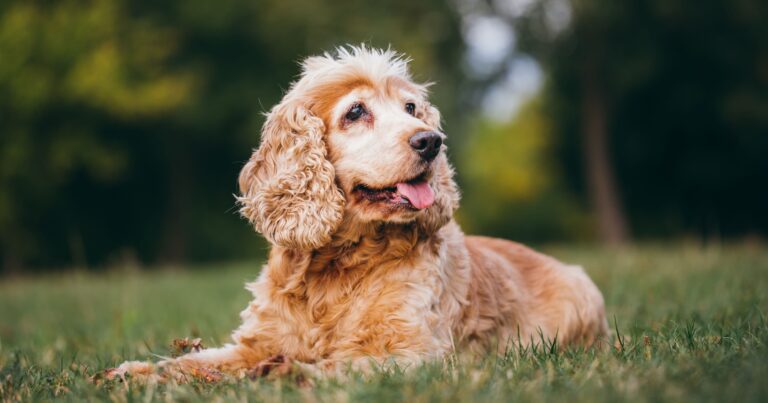 A tan senior dog lying on green grass in a park.