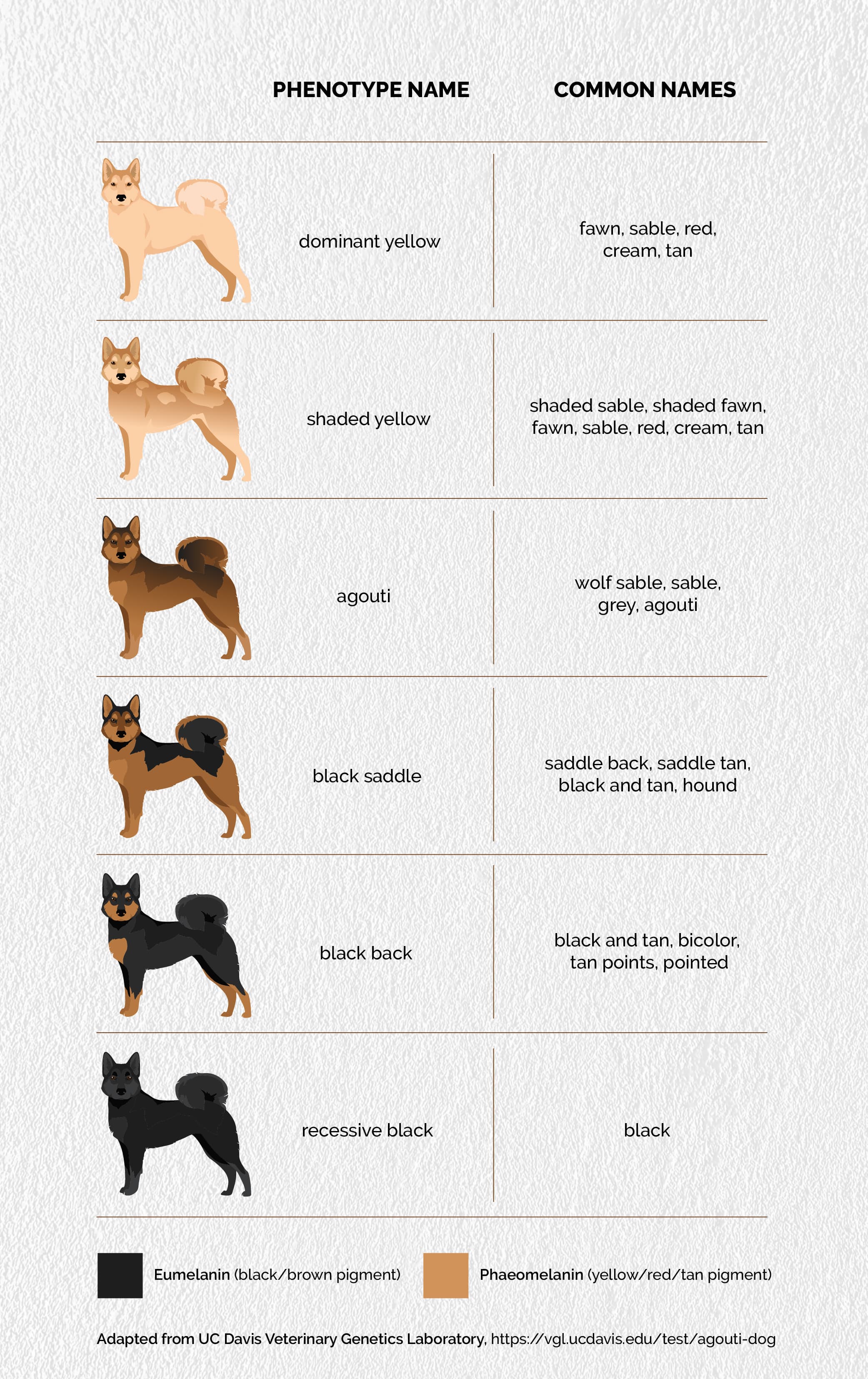 Dog phenotype names & common names. | Diamond Pet Foods