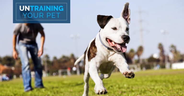A dog running and playing outside at the park with its owner.