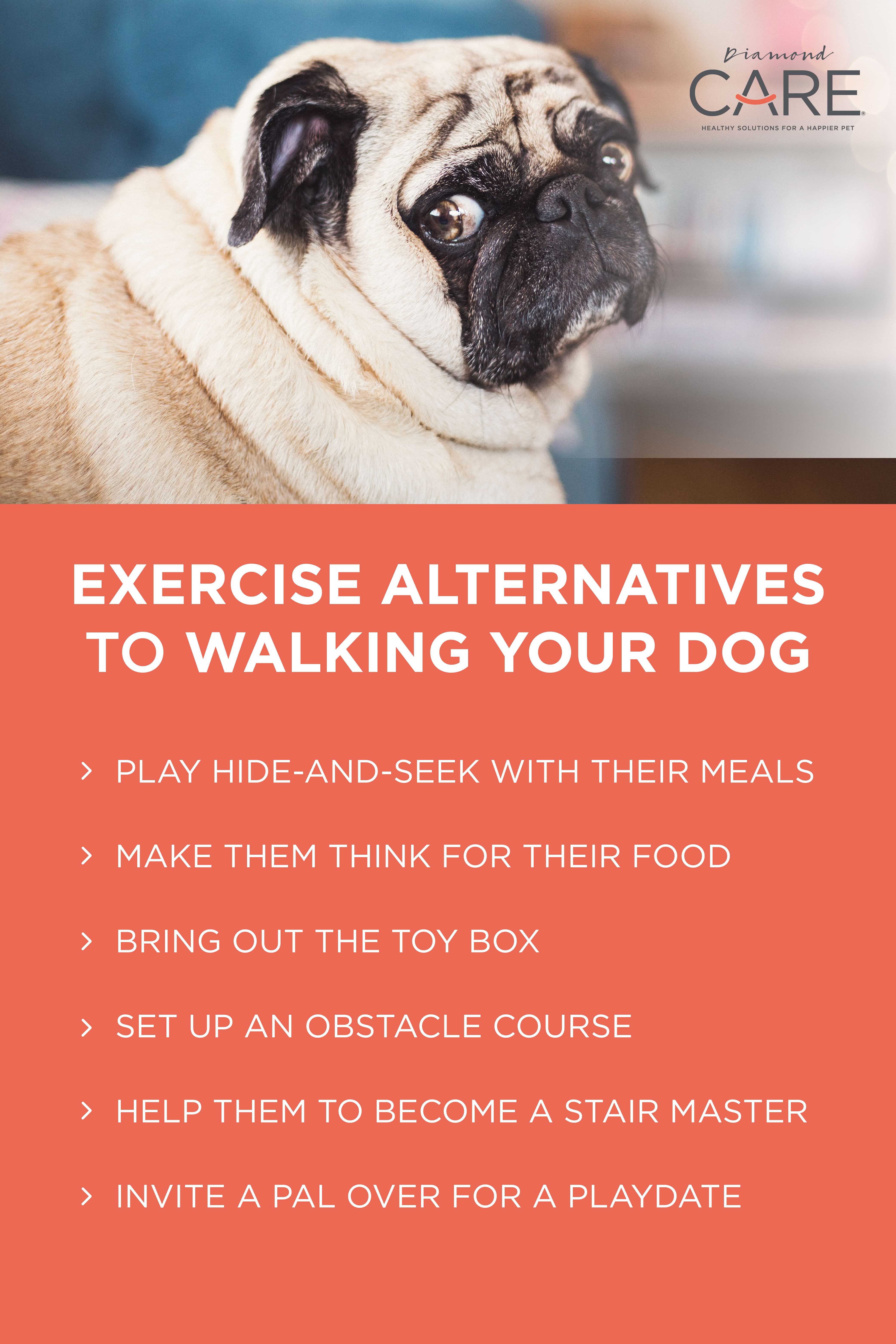An infographic detailing exercise alternatives to walking your dog.