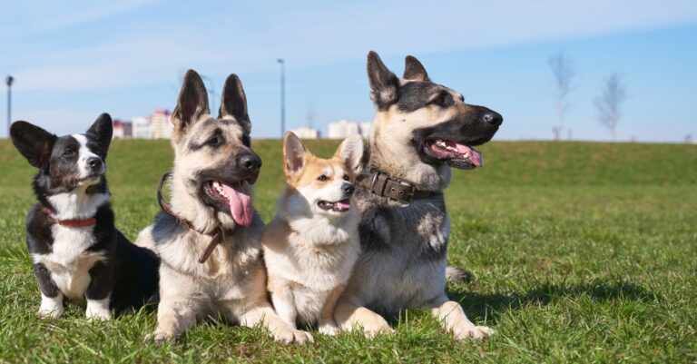 Four dogs sitting on the grass outside. | Diamond Pet Foods