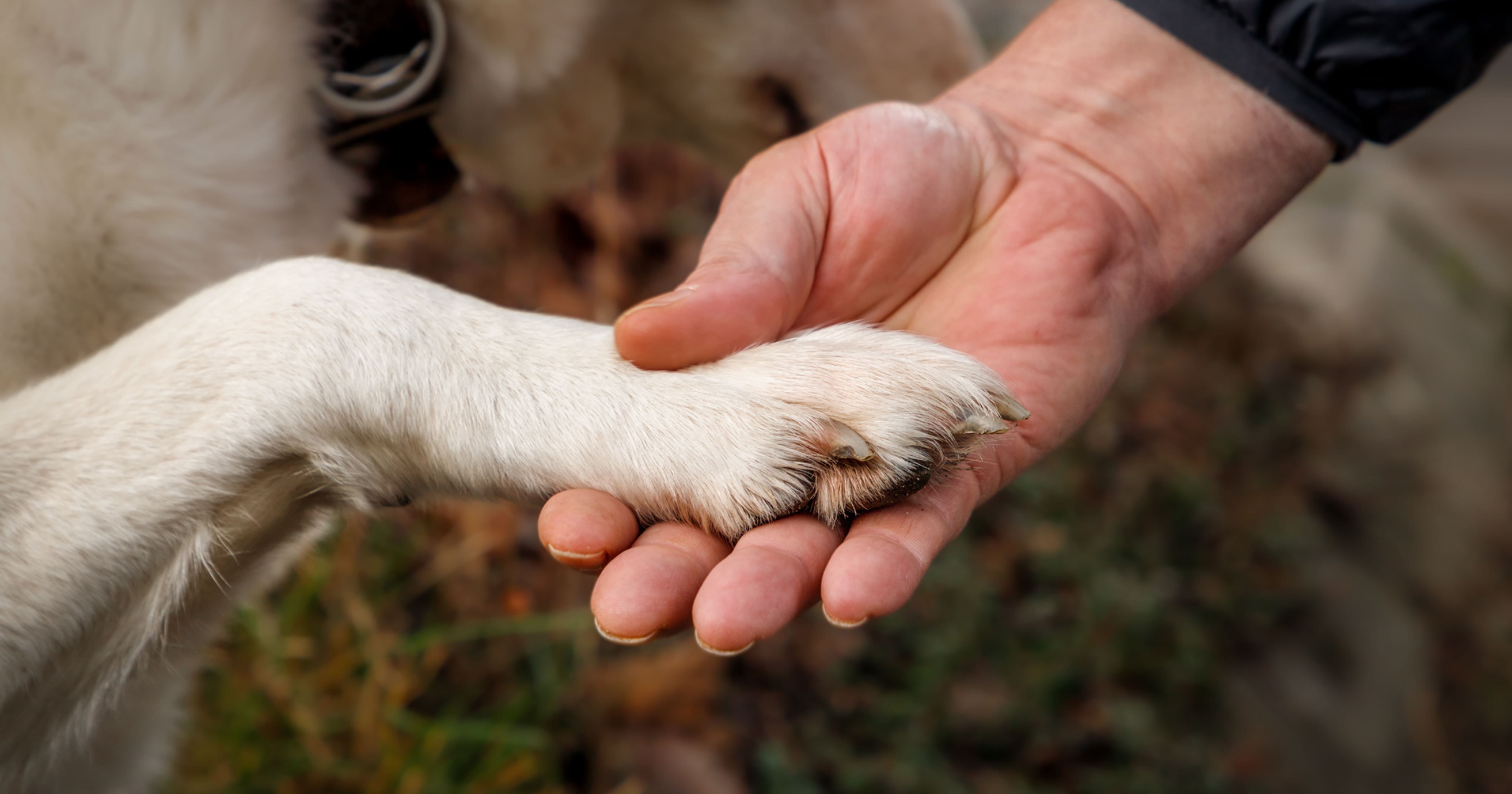 A human hand holding a dog's paw.