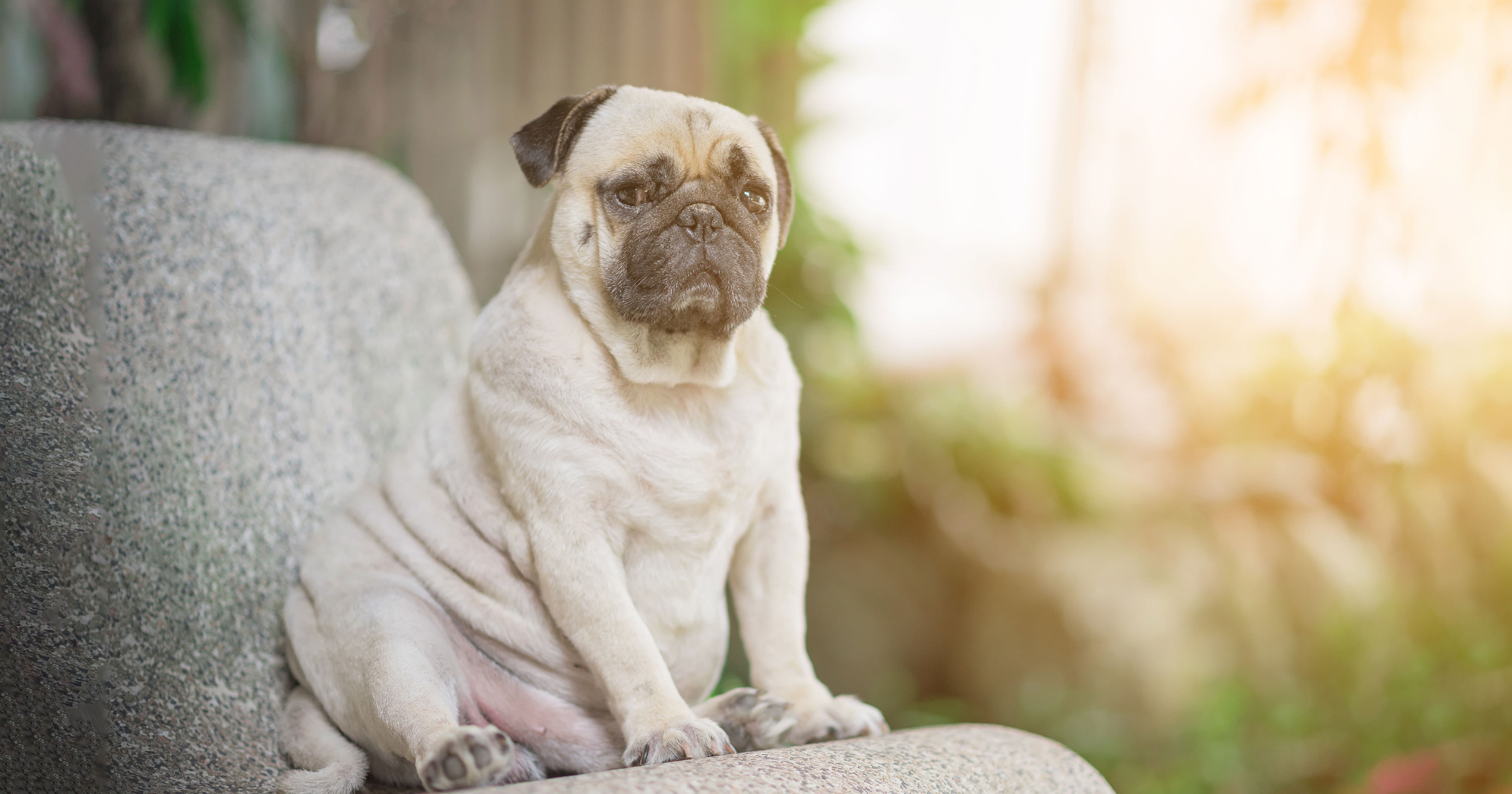 A pug sitting outside on a chair in the sun.