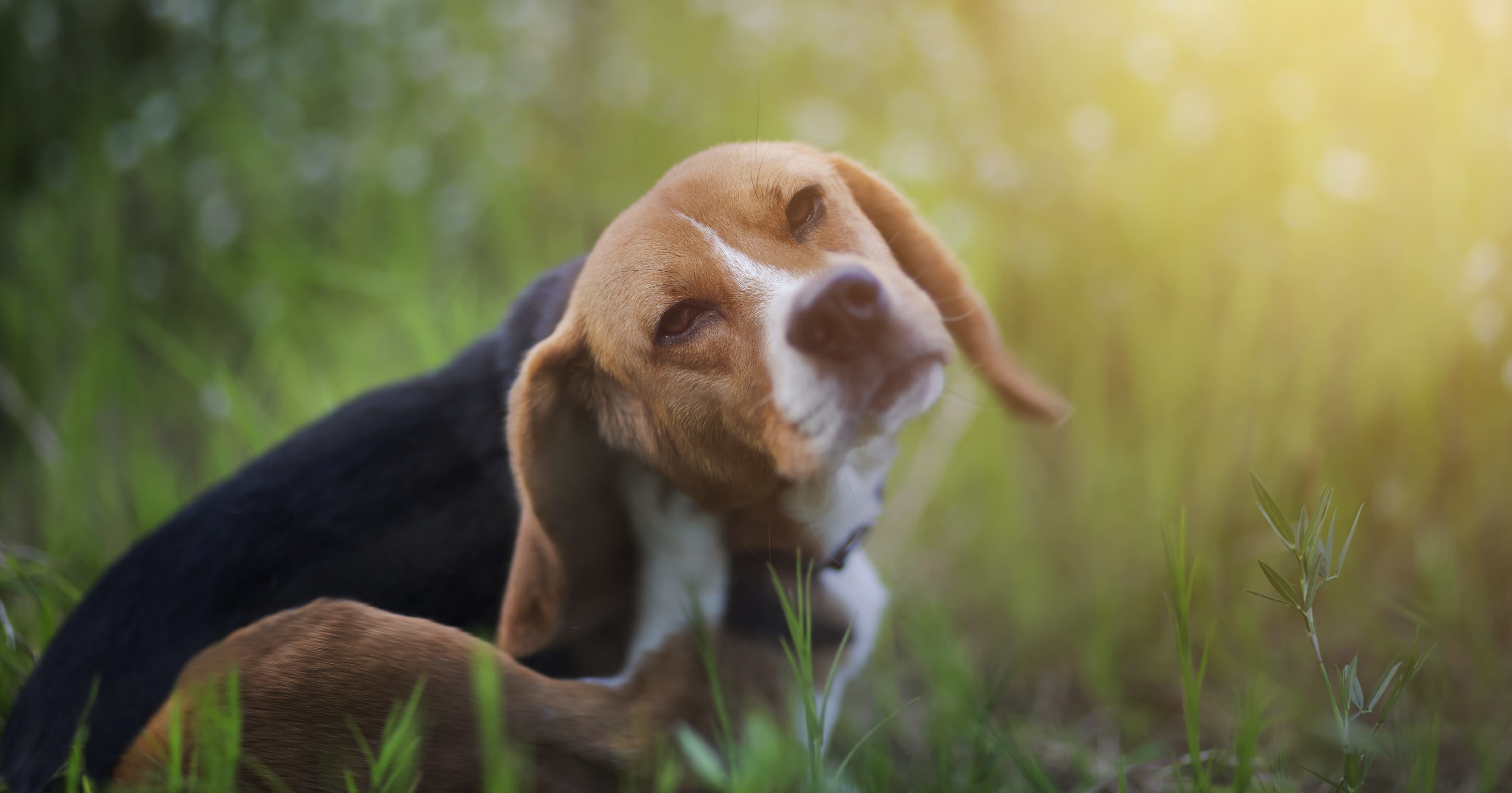 A black and brown beagle scratching behind its ear in the grass.