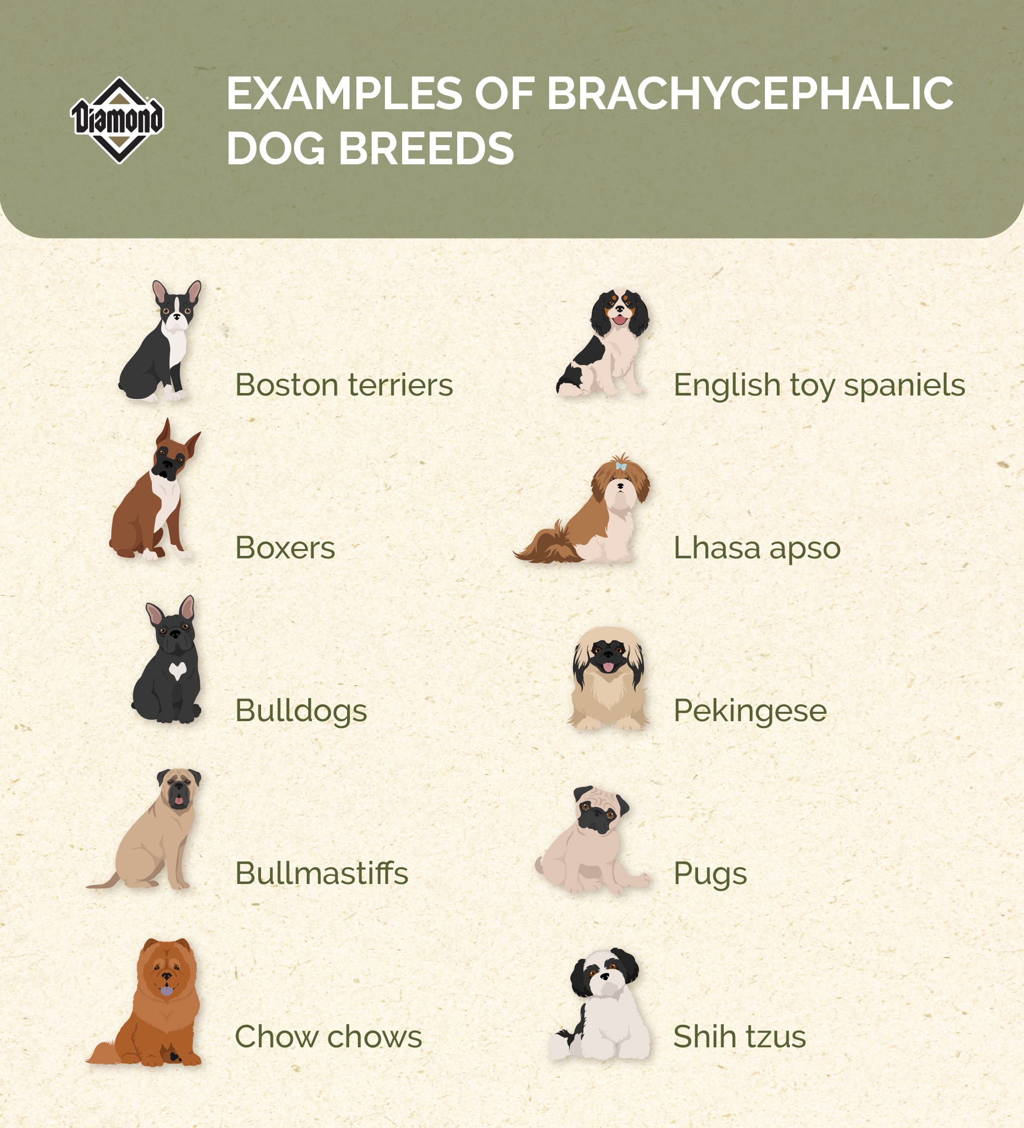 Examples of brachycephalic dog breeds. | Diamond Pet Foods