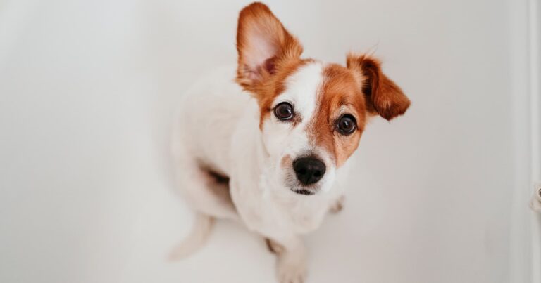A brown and white dog staring with one ear standing up.