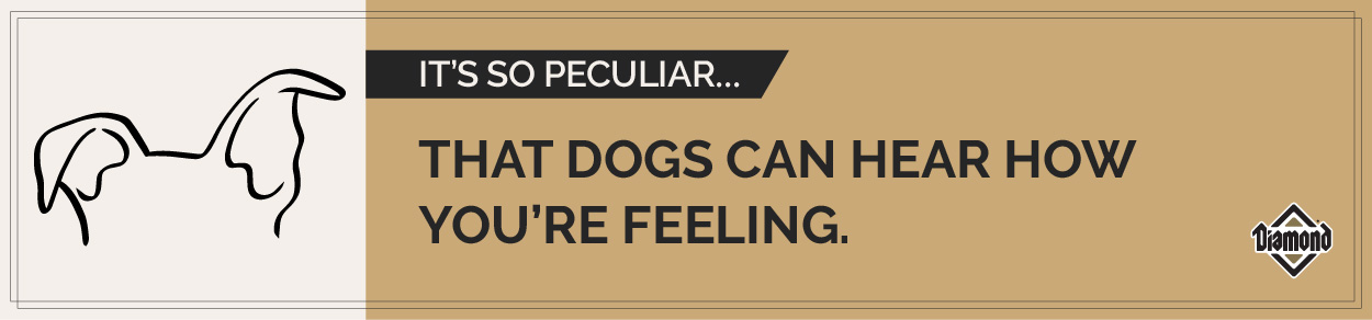 A cartoon drawing of dog ears perked up next to text reading 'It's so peculiar...that dogs can hear how you're feeling.'