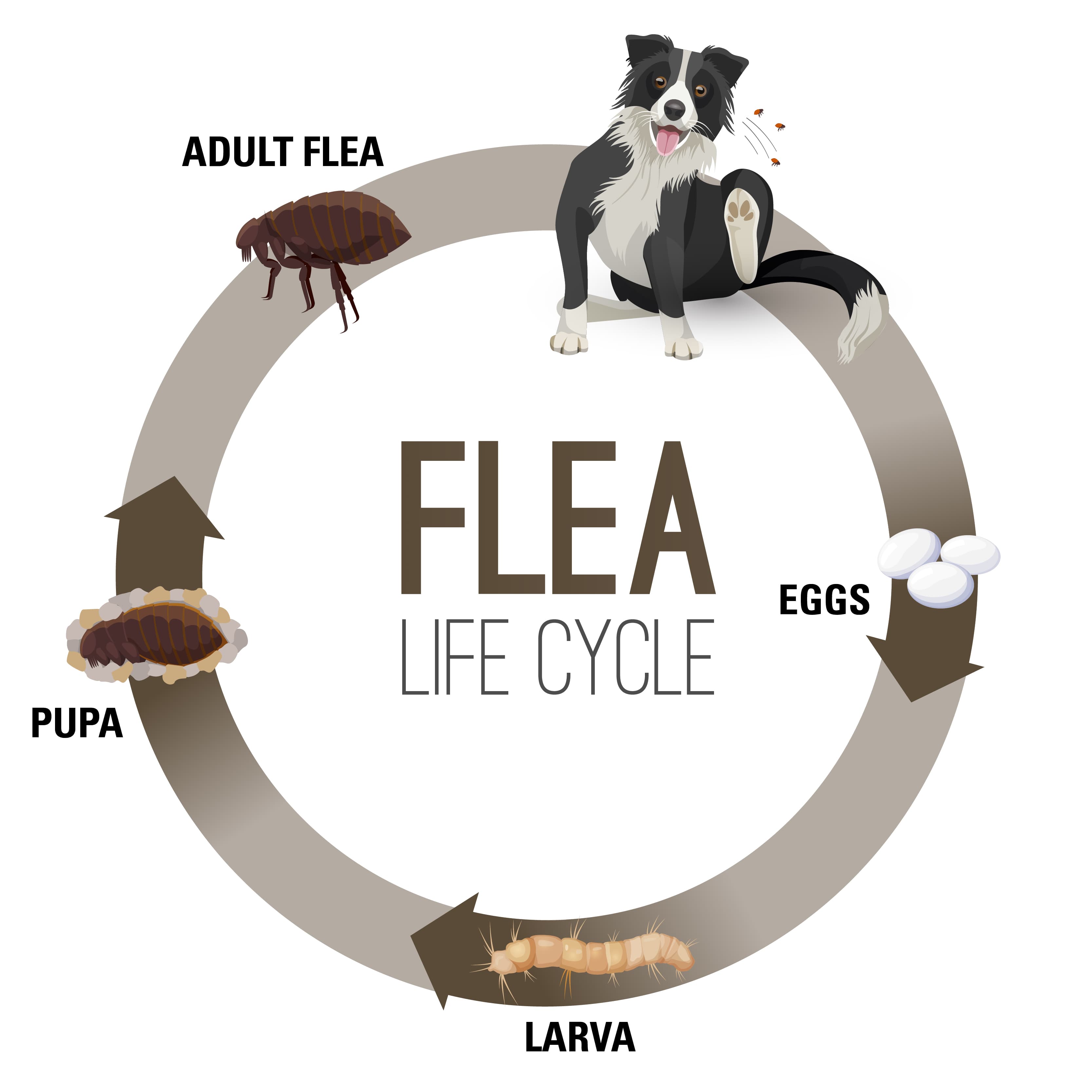 A cartoon flea life cycle depicting the four life stages of fleas.