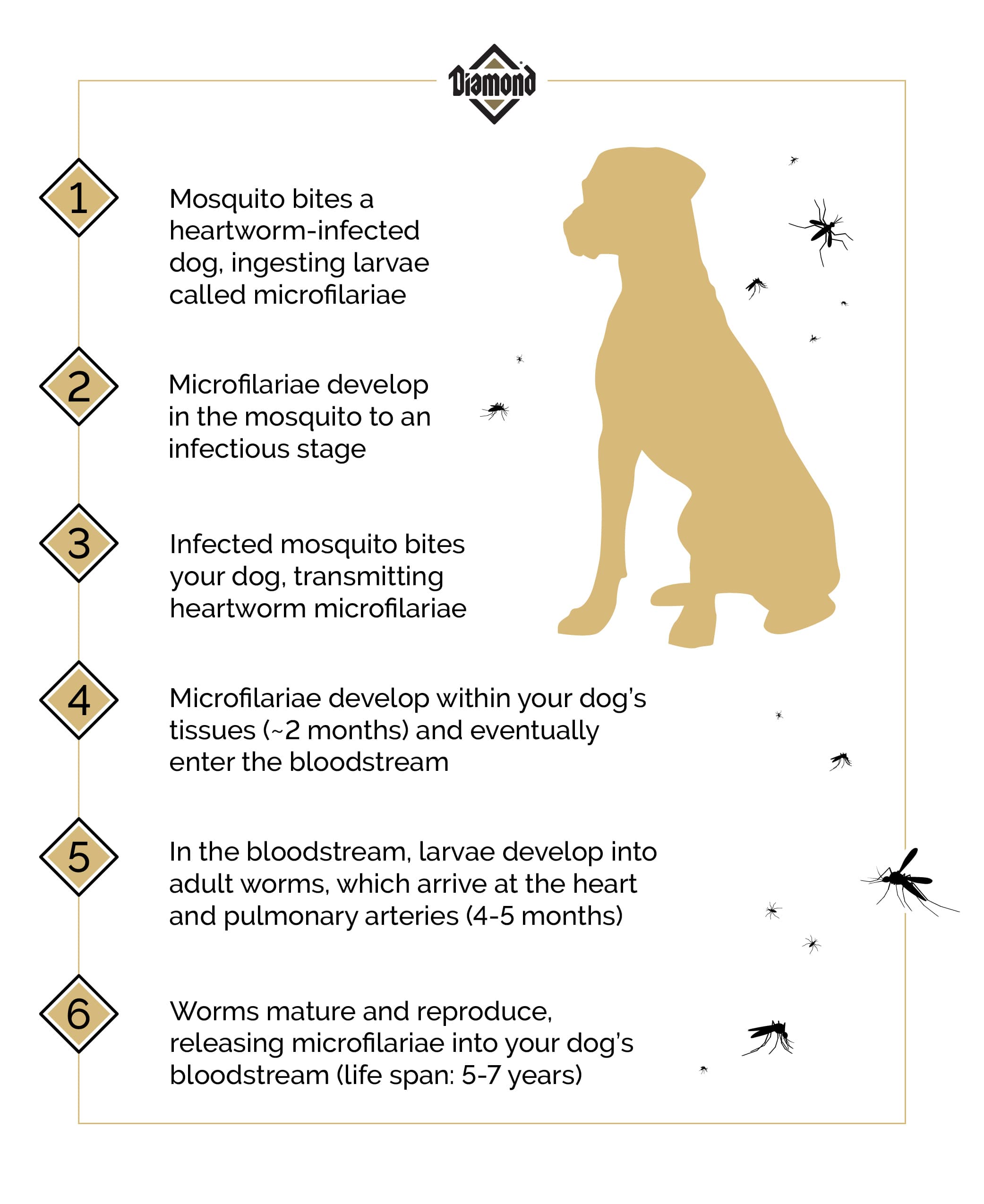 Diamond Pet Foods heartworm risk information. | Diamond Pet Foods