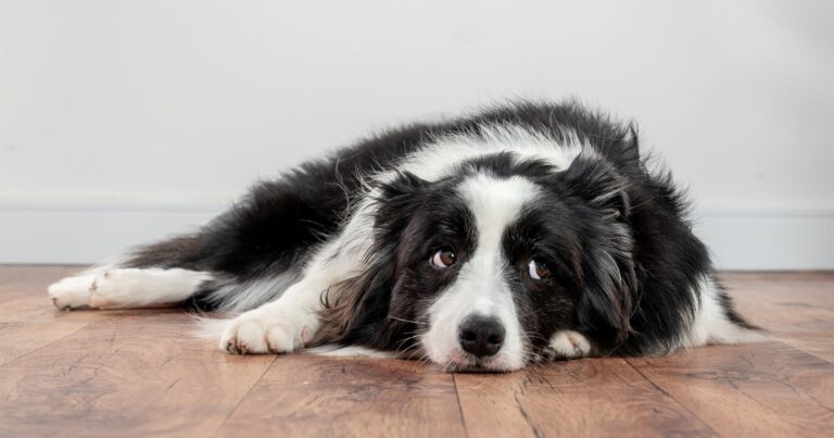 A dog lying on the floor. | Diamond CARE