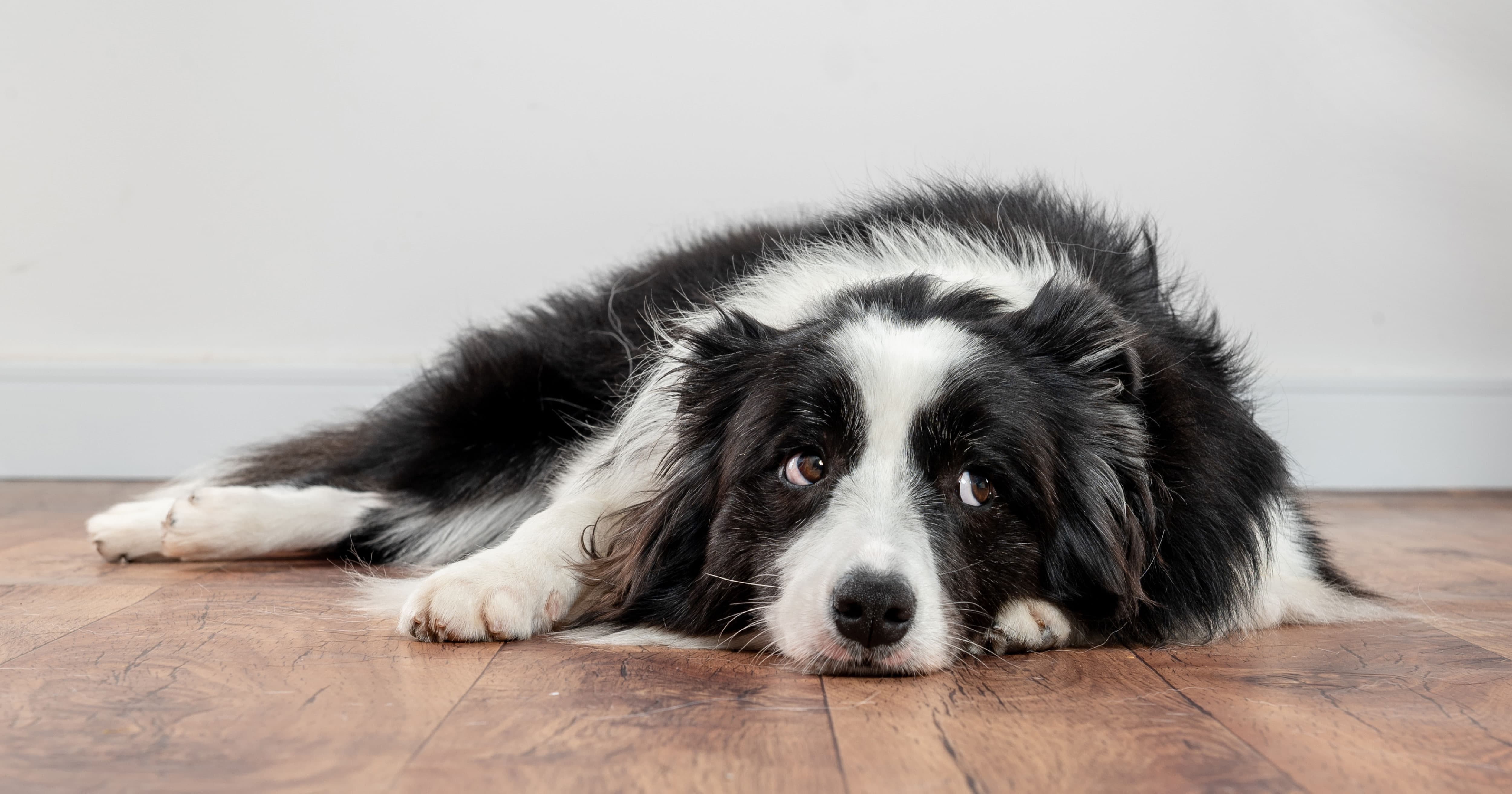 A dog lying on the floor. | Diamond CARE