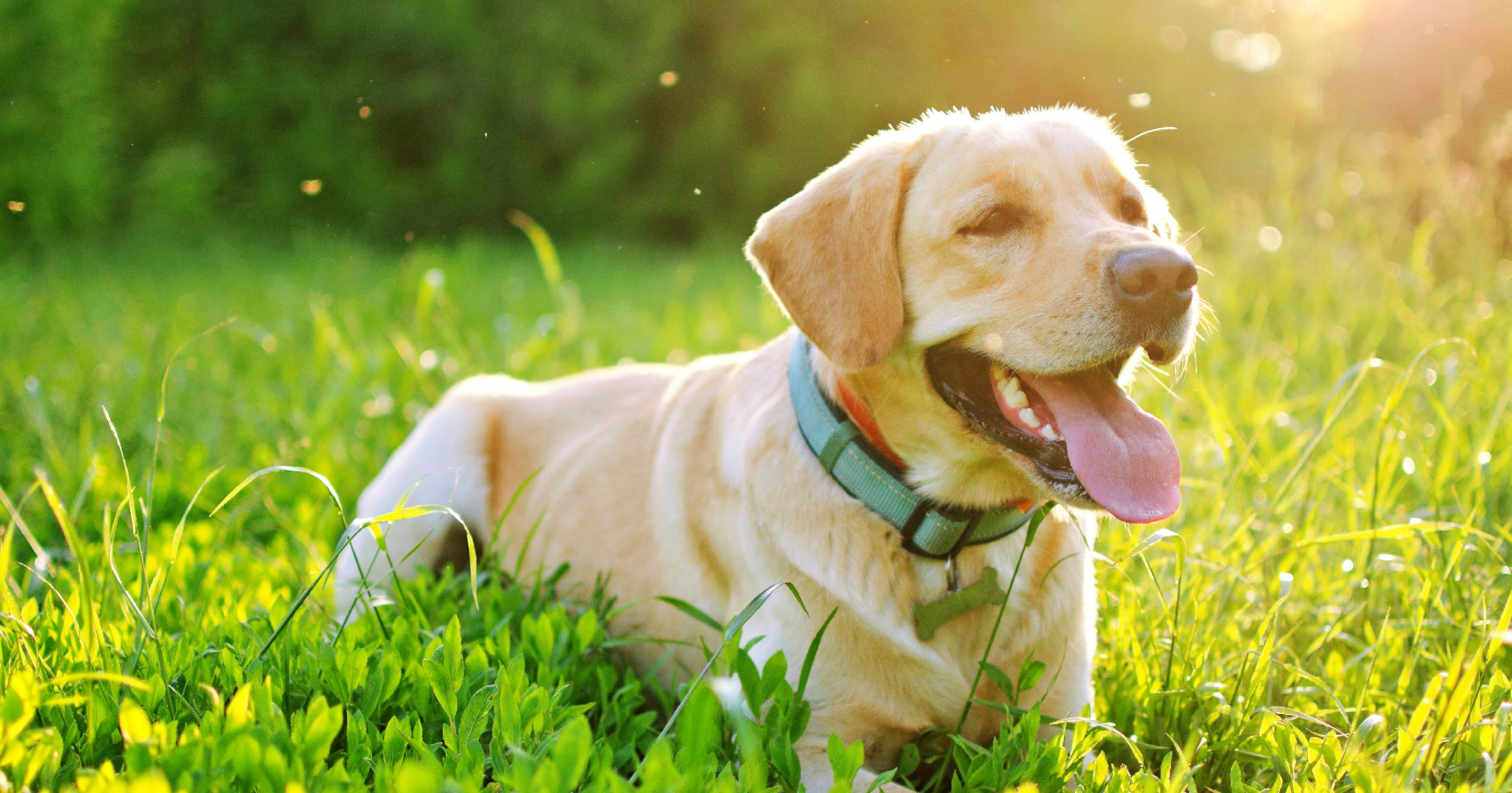 A dog lying outside in the grass. | Diamond Pet Foods