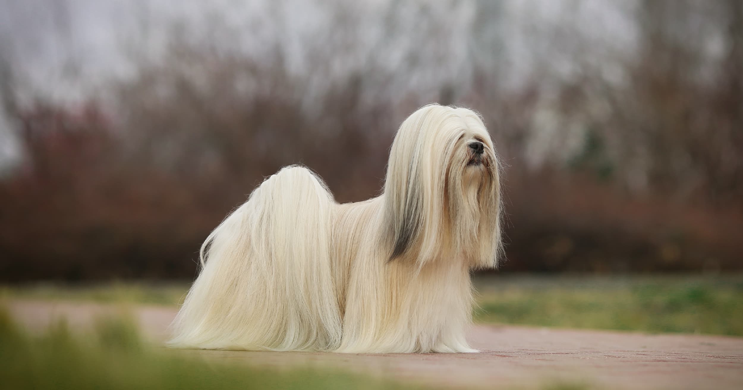 A dog outside. | Diamond Pet Foods