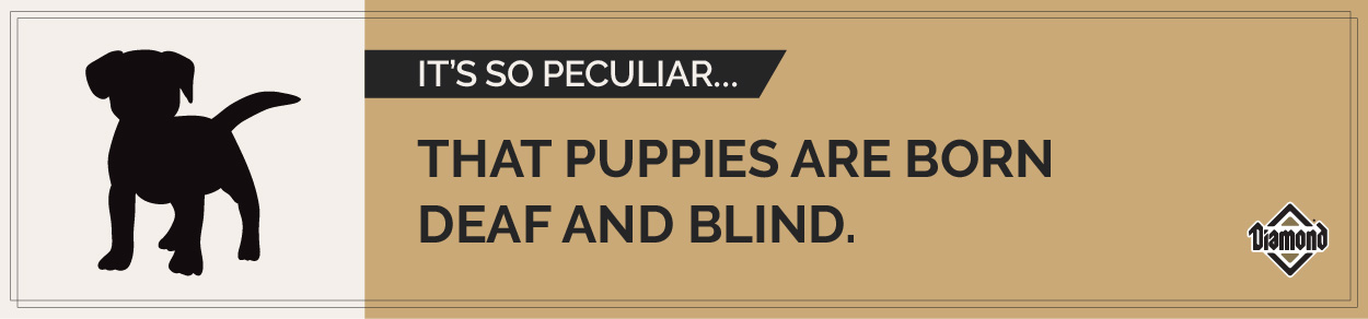 A cartoon drawing of a puppy next to text reading 'It's so peculiar...that puppies are born deaf and blind.’
