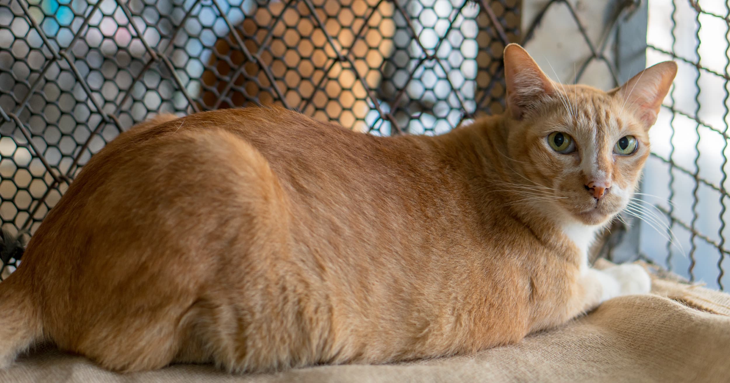 An orange and white cat lying on a brown blanket.