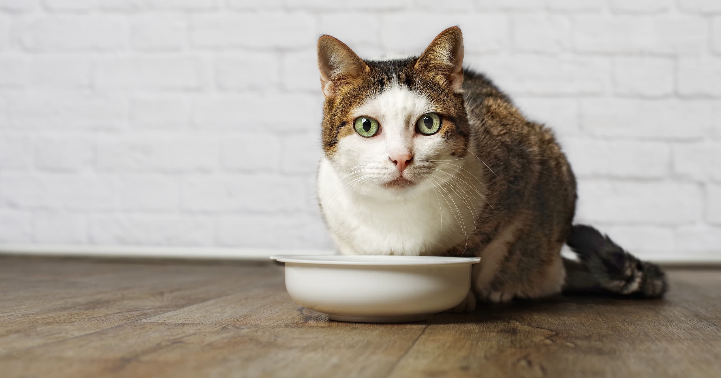 A white and brown cat standing over a food bowl on the floor.