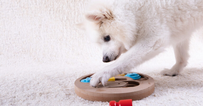 A white dog using its left paw to play with a puzzle toy.