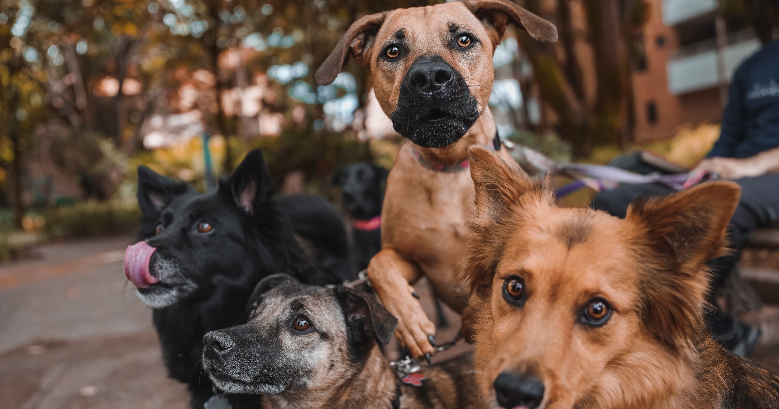 A group of dogs on leashes at the park.