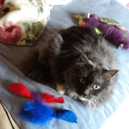 A gray cat lying on a bed next to cat toys.