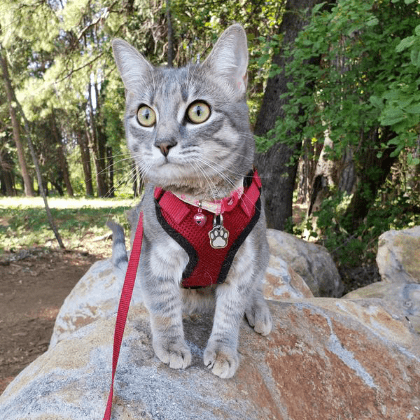 A gray kitten wearing a red harness and leash standing on a rock.