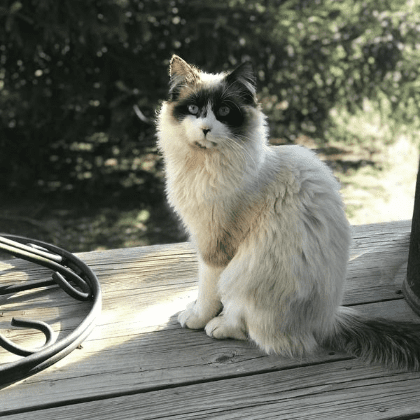 A white and black cat sitting on a wooden deck.