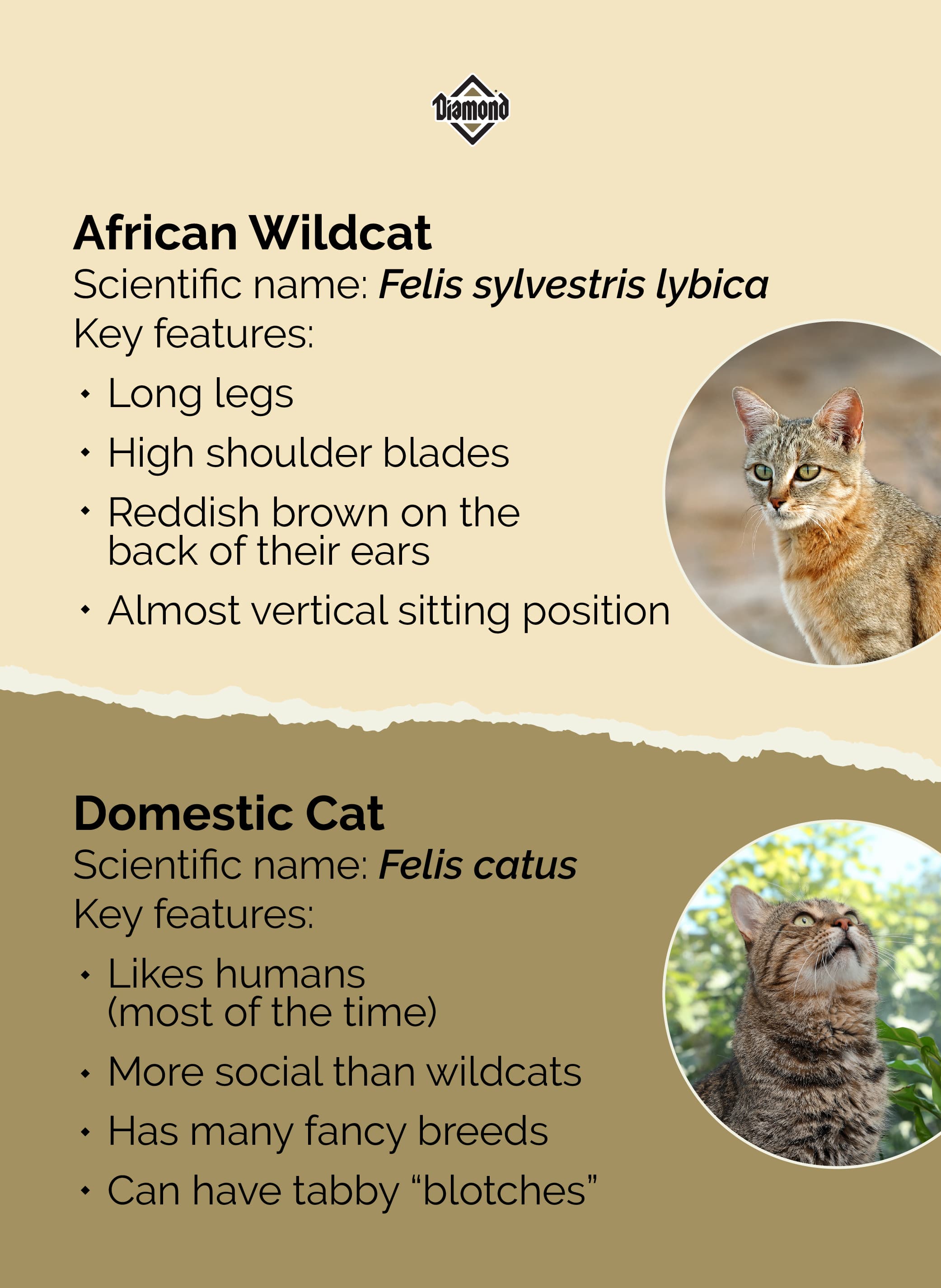 An interior graphic detailing the scientific name and four key features of the African wildcat and the domestic cat.