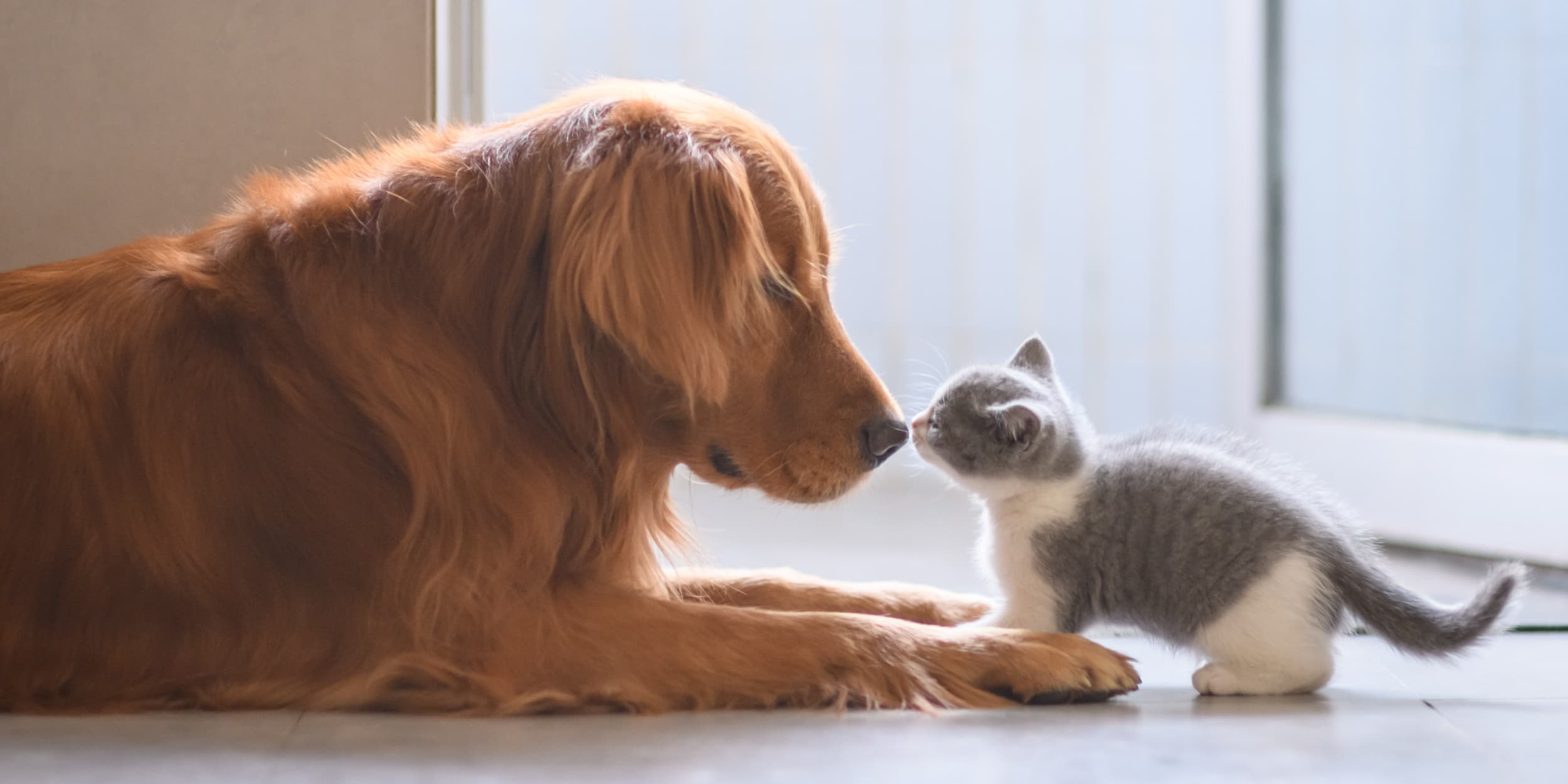 An adult dog gently sniffing the nose of a small kitten.