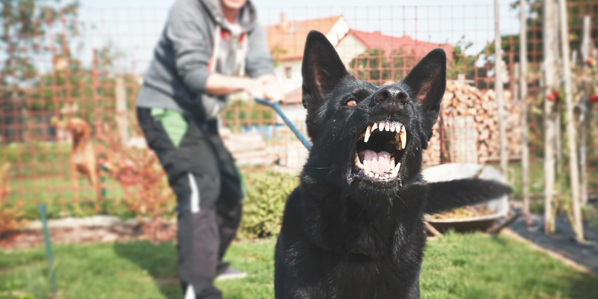 A black dog growling and showing its teeth while being restrained on a leash by its owner.