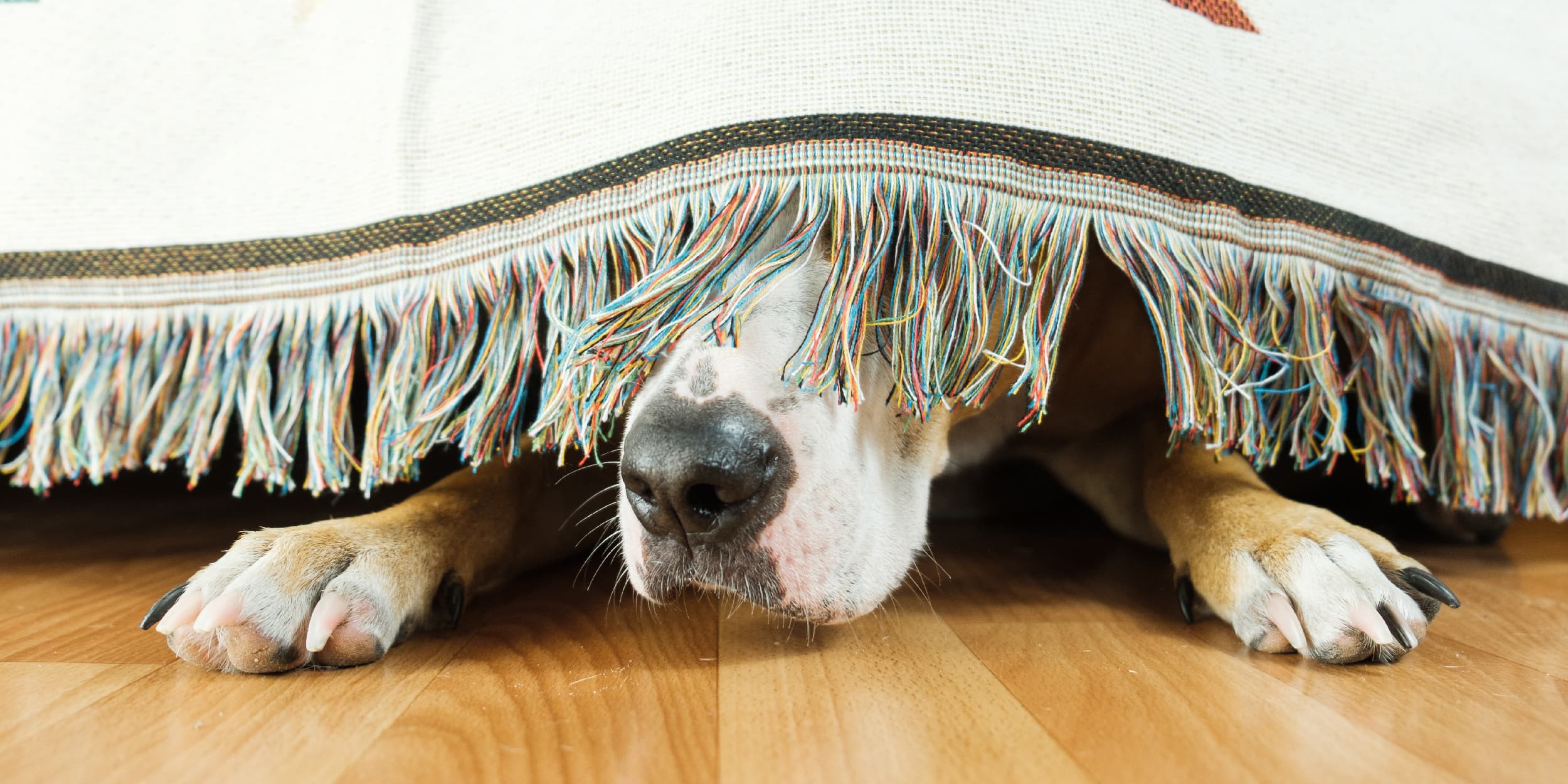 A dog hiding underneath a blanket with its nose peeking out.