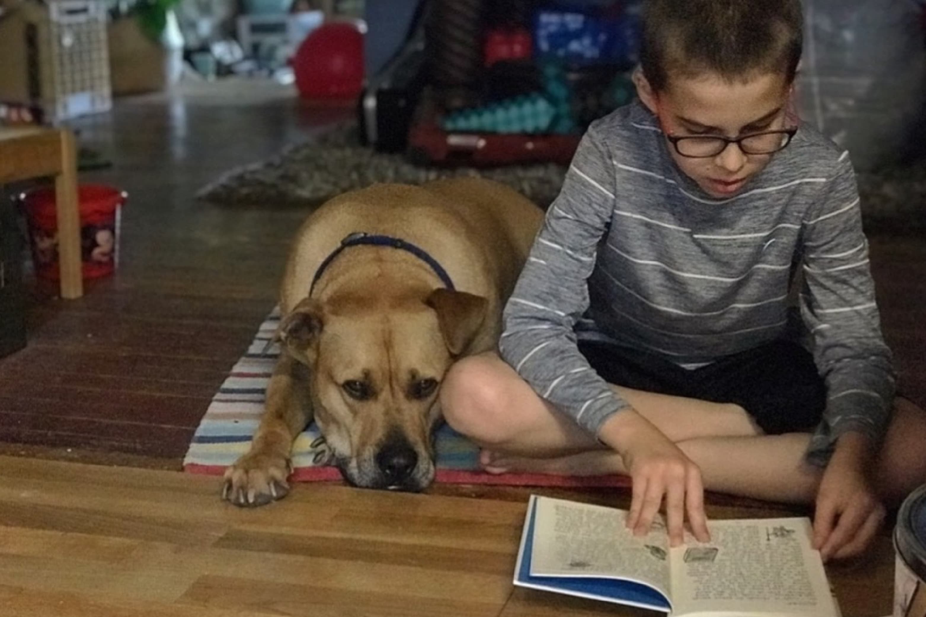 Leo the dog lying on the floor next to a little boy reading a book.
