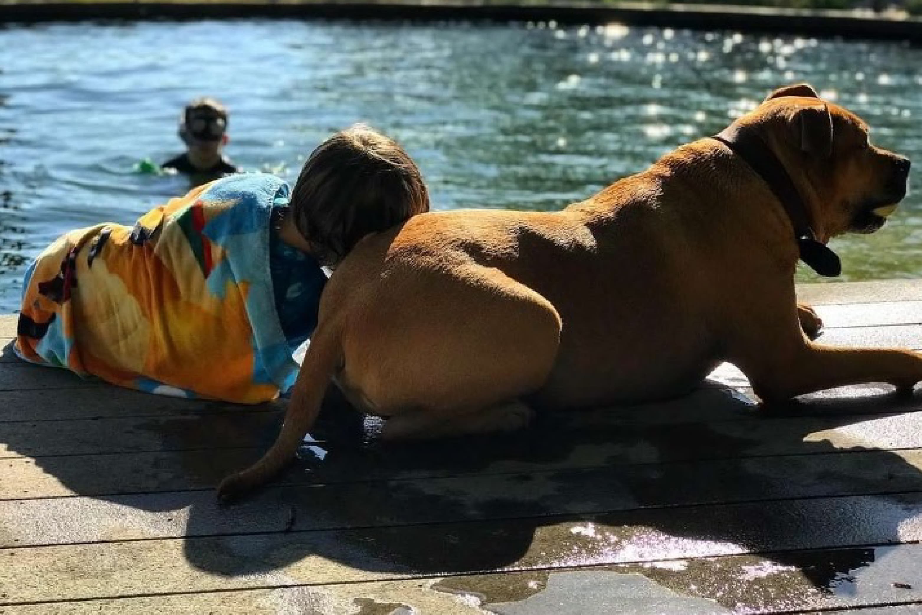 Leo the dog lying with a little boy on a wooden dock in the sun next to water.