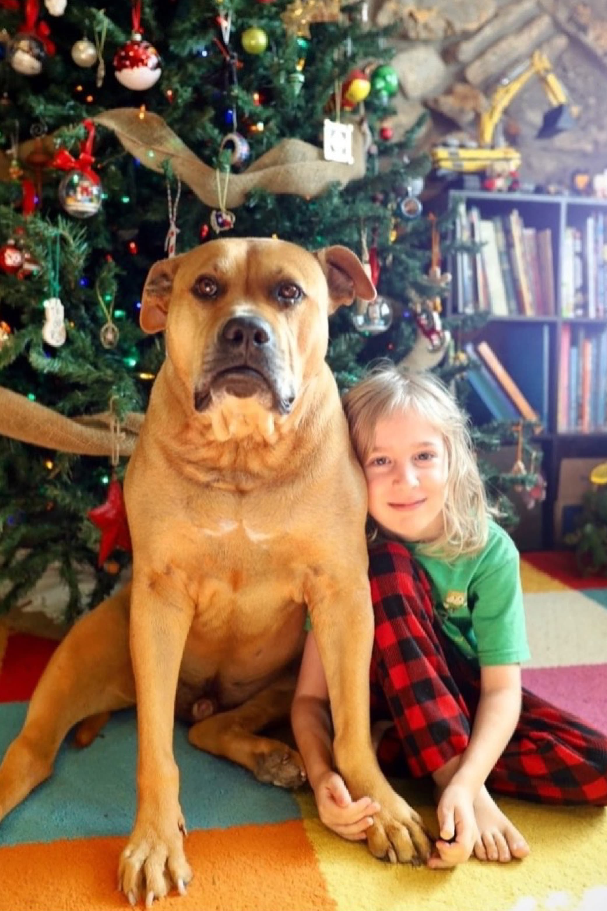 Leo the dog sitting in front of a Christmas tree next to a little girl.