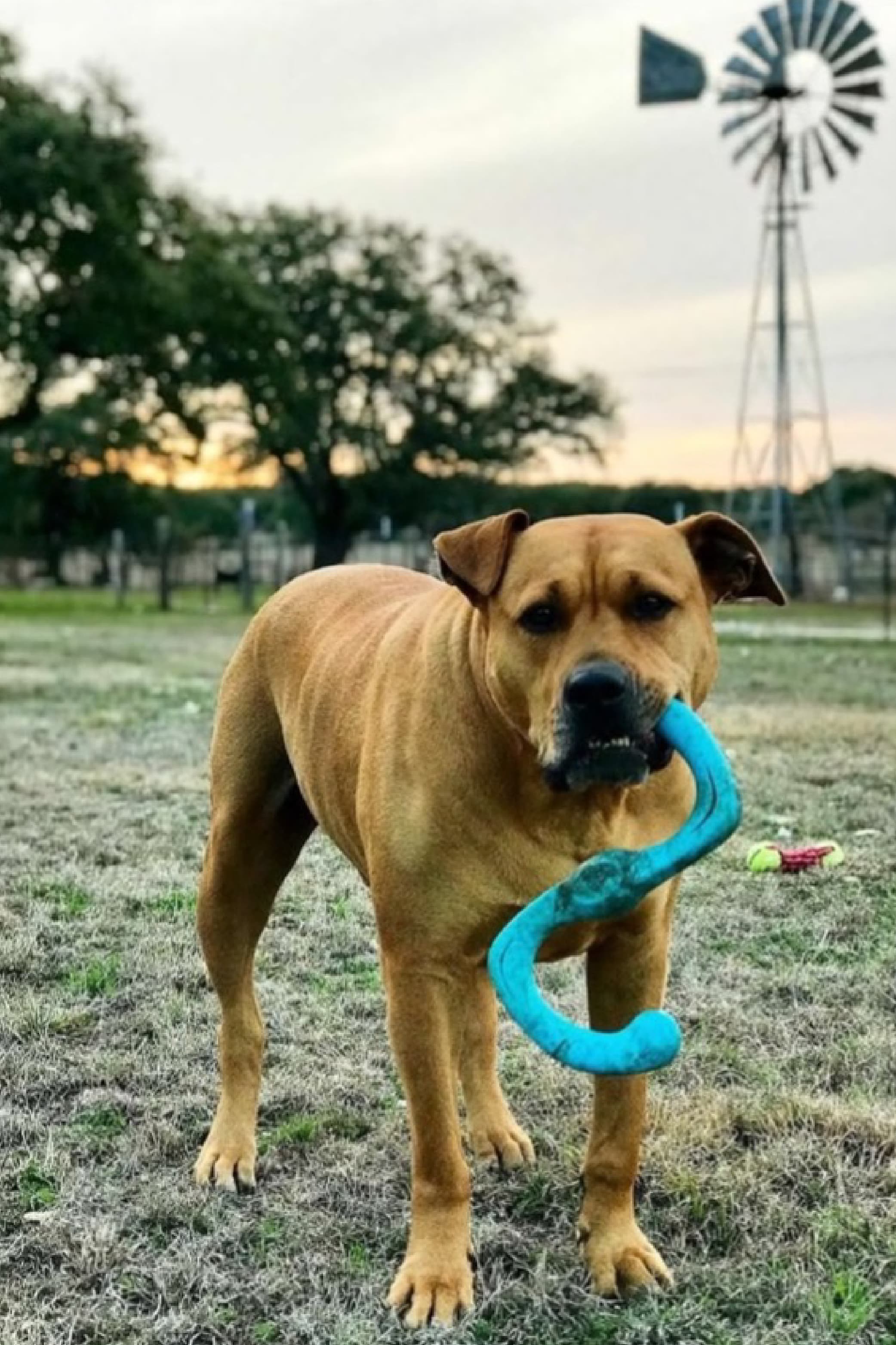 Leo the dog standing in a grassy field holding a blue dog toy in his mouth.
