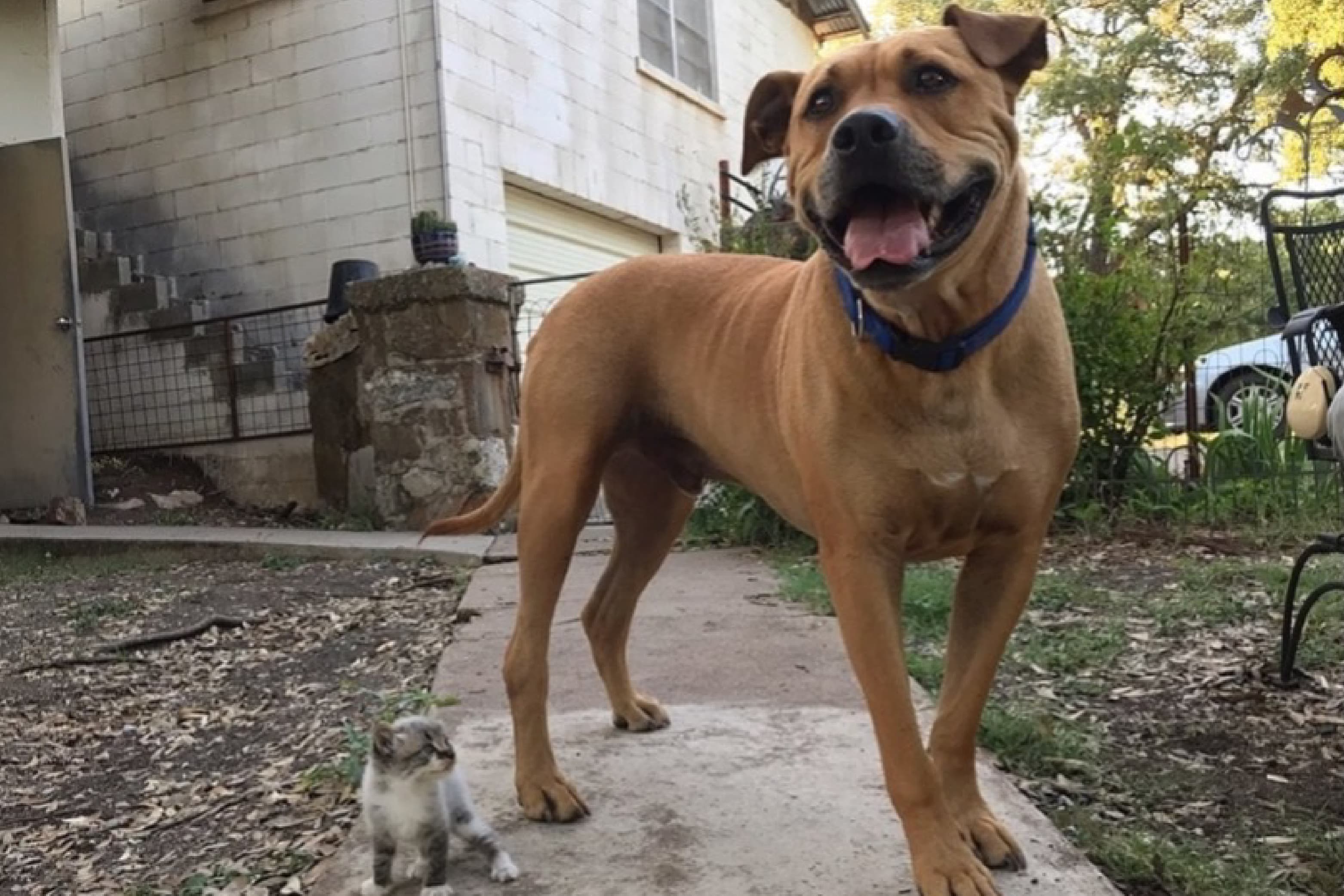 Leo the dog standing on a sidewalk outside in front of a house.