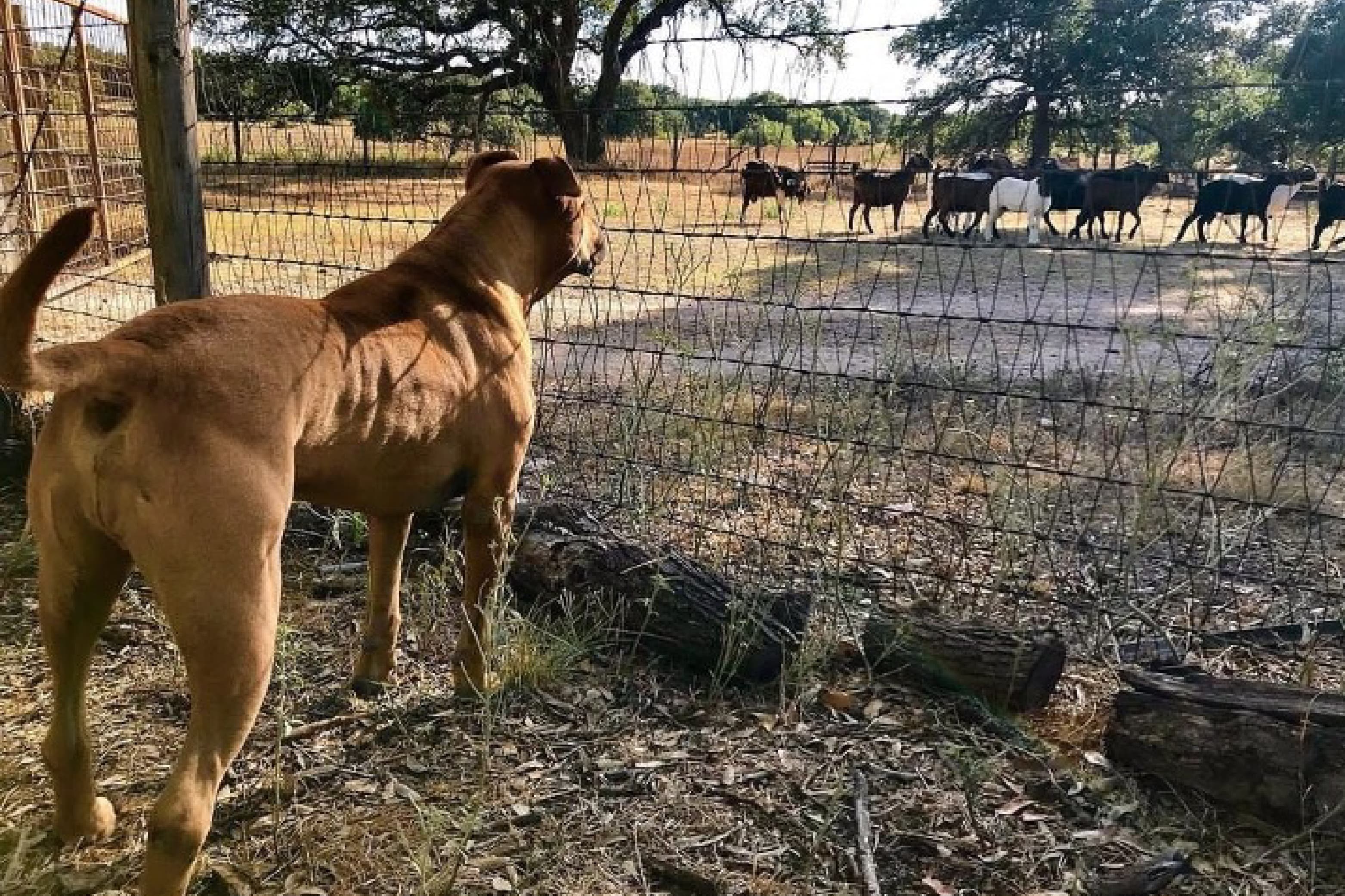 Leo the dog standing outside staring through a fence at some farm animals.