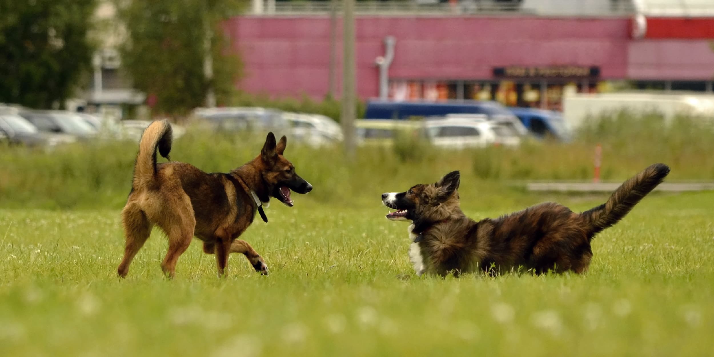 One dog playfully bowing to another dog while at the park together.