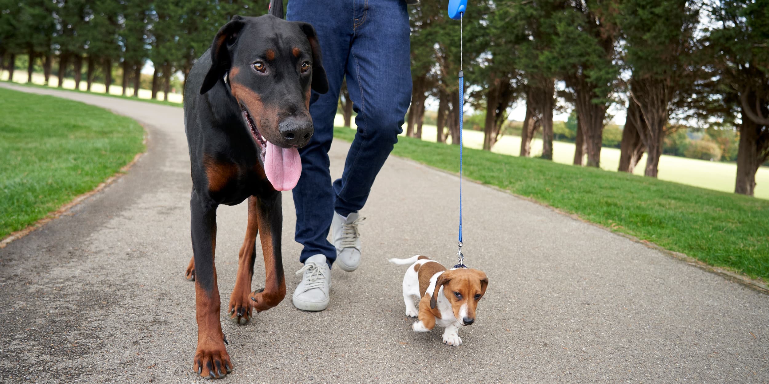 A puppy walking on a leash next to its owner and an adult dog.