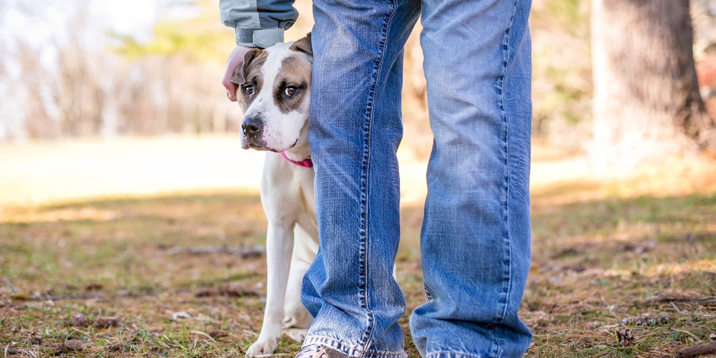 A shy dog hiding behind its owner’s legs in a park.