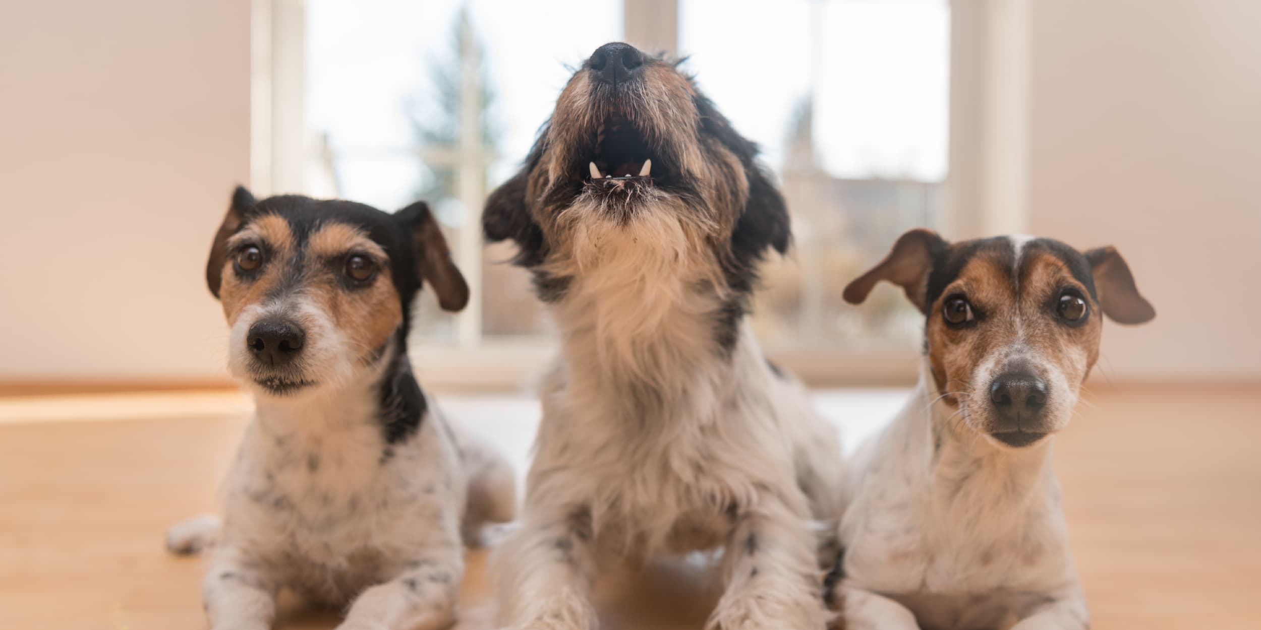 Three dogs lying on the floor together with one dog howling.