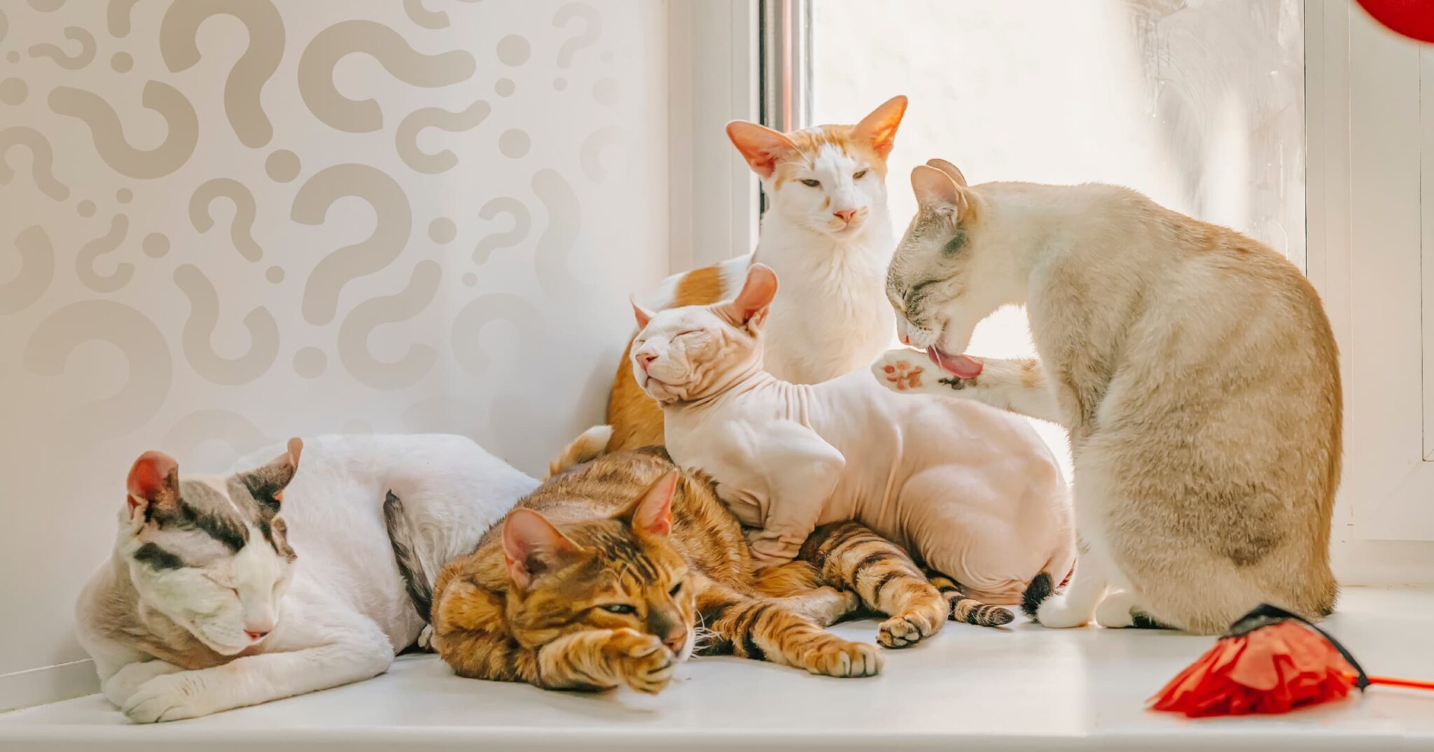 Cat Breed Questions You’ve Always Been Curious About