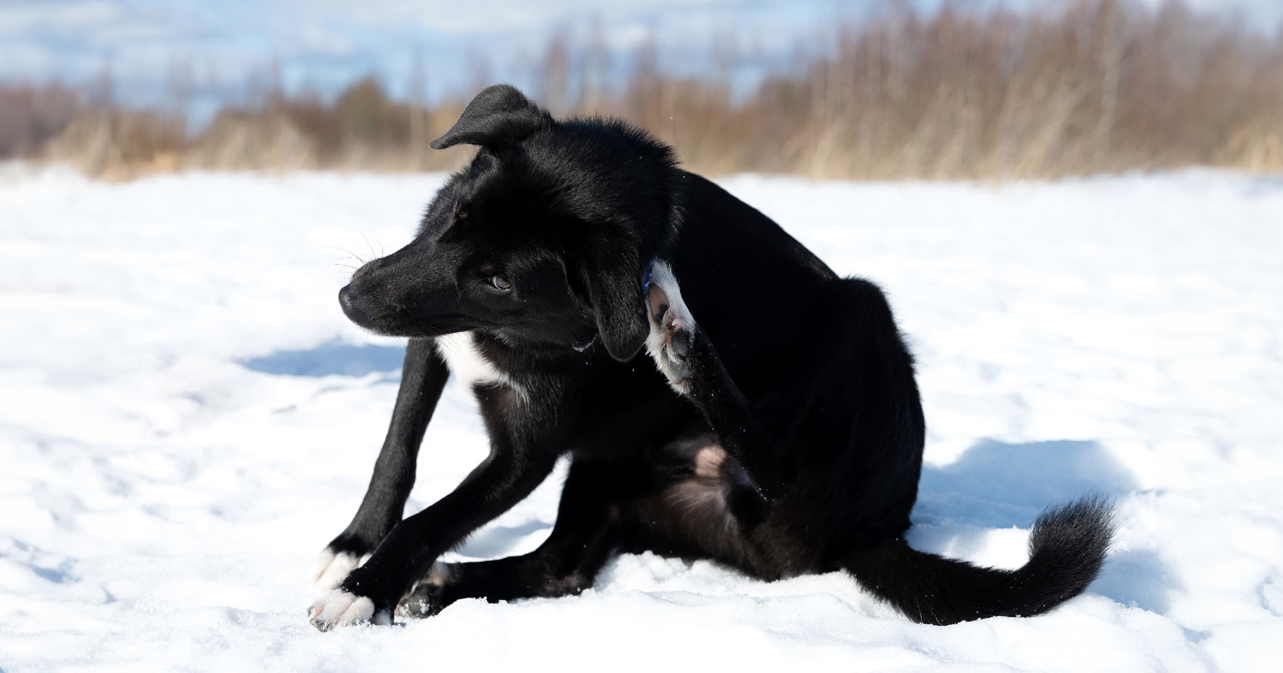A black dog sitting in the snow itching its ear.