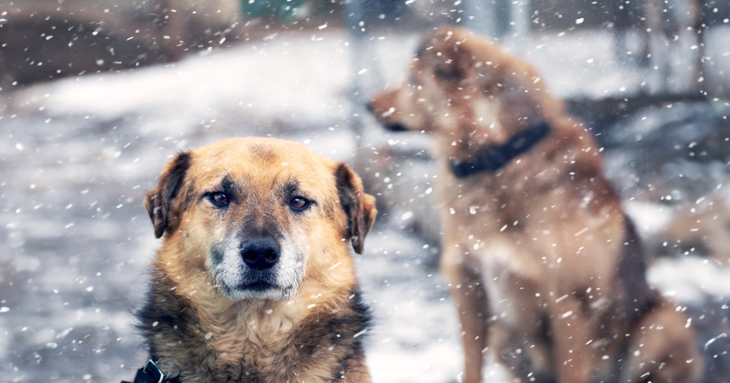A close-up of two dogs sitting outside while snow is falling.